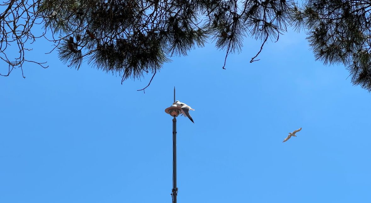 Sinop’ta paratonere sıkışan martıyı itfaiye ekipleri kurtardı
