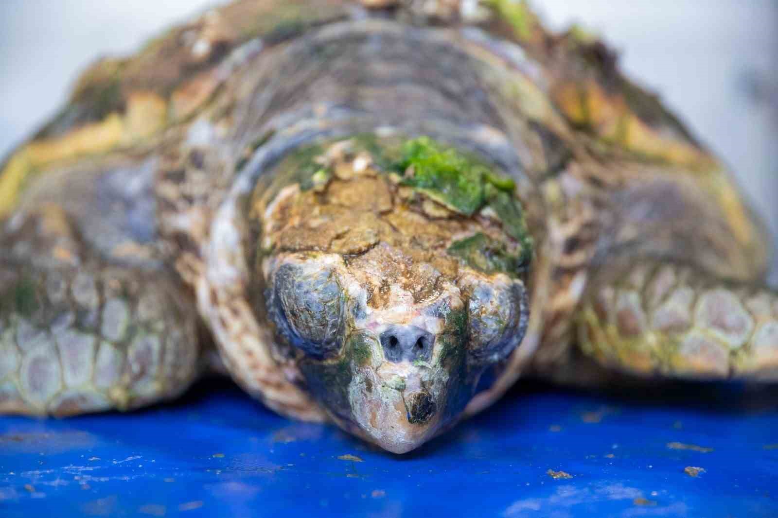 Körfez’deki yaralı caretta caretta kurtarıldı
