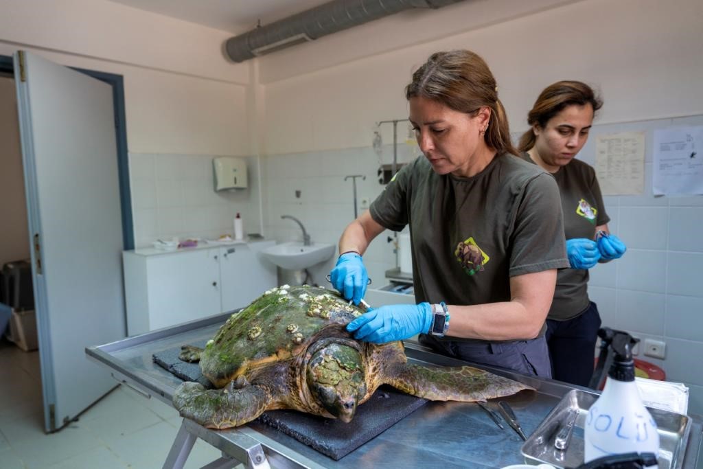 Körfez’deki yaralı caretta caretta kurtarıldı
