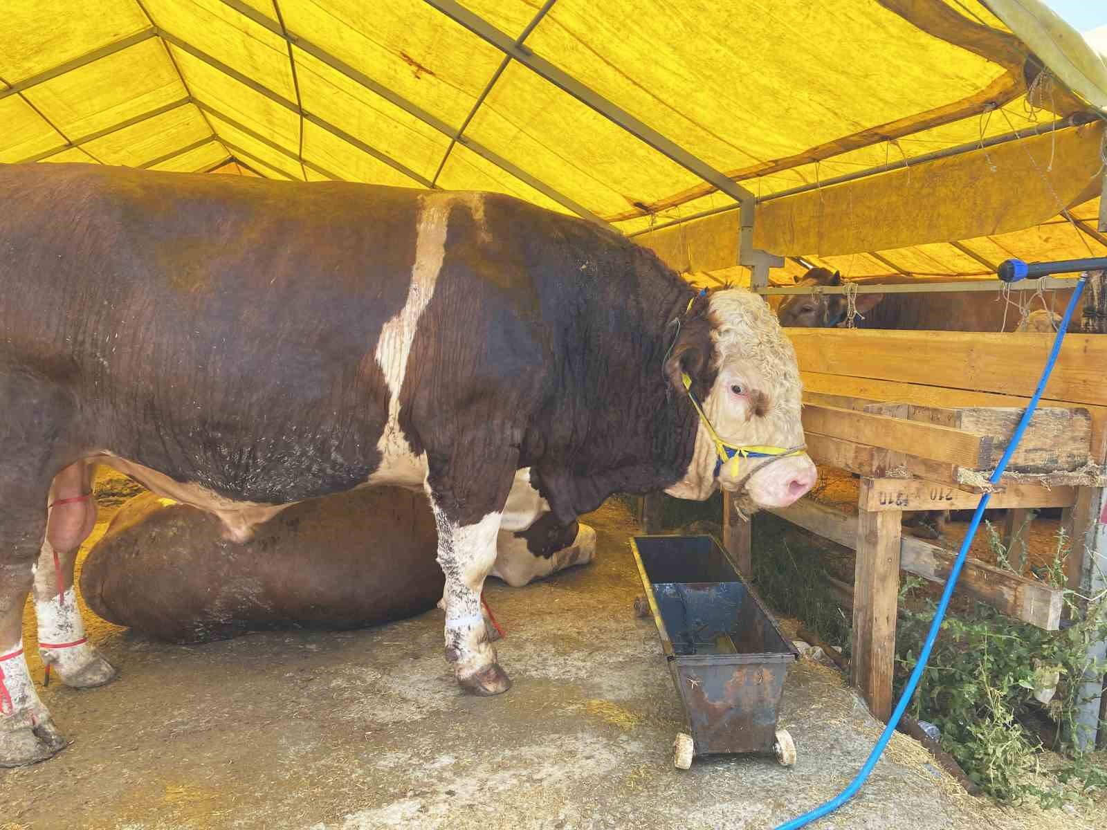 Esenyurt kurban pazarının en büyükleri  ‘Kral’ ve Paşa’ alıcılarını bekliyor
