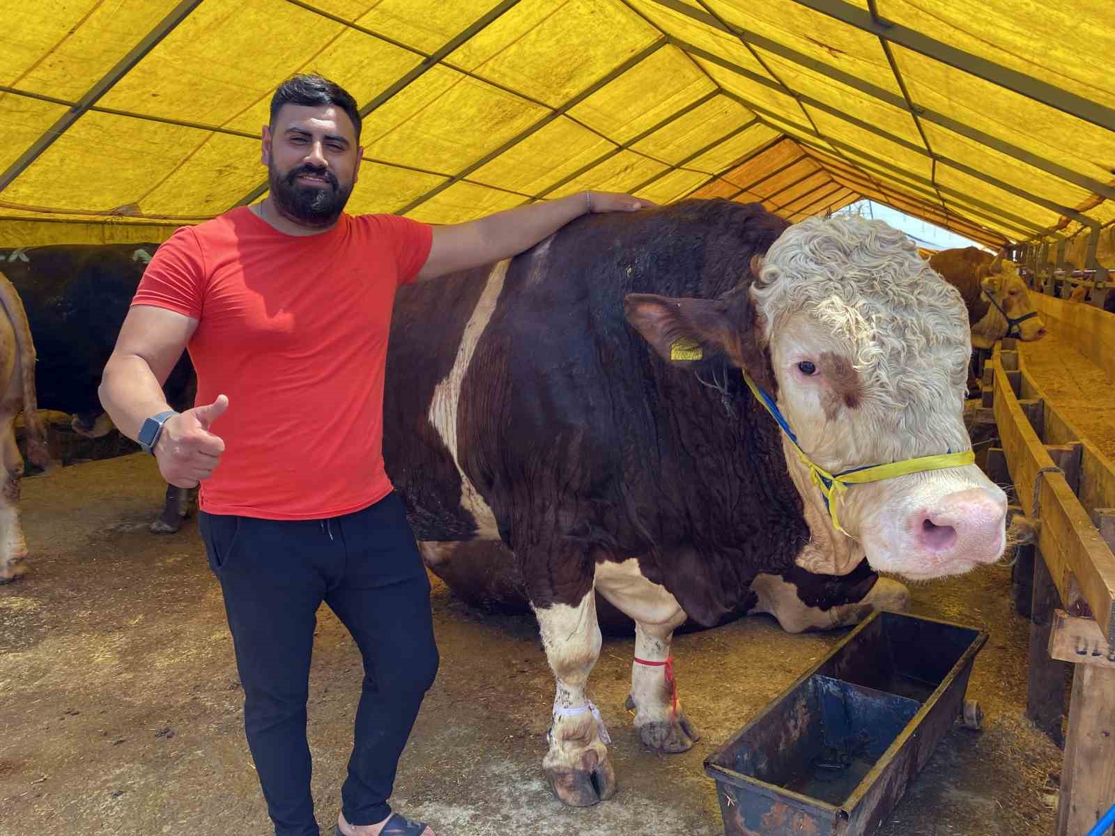 Esenyurt kurban pazarının en büyükleri  ‘Kral’ ve Paşa’ alıcılarını bekliyor
