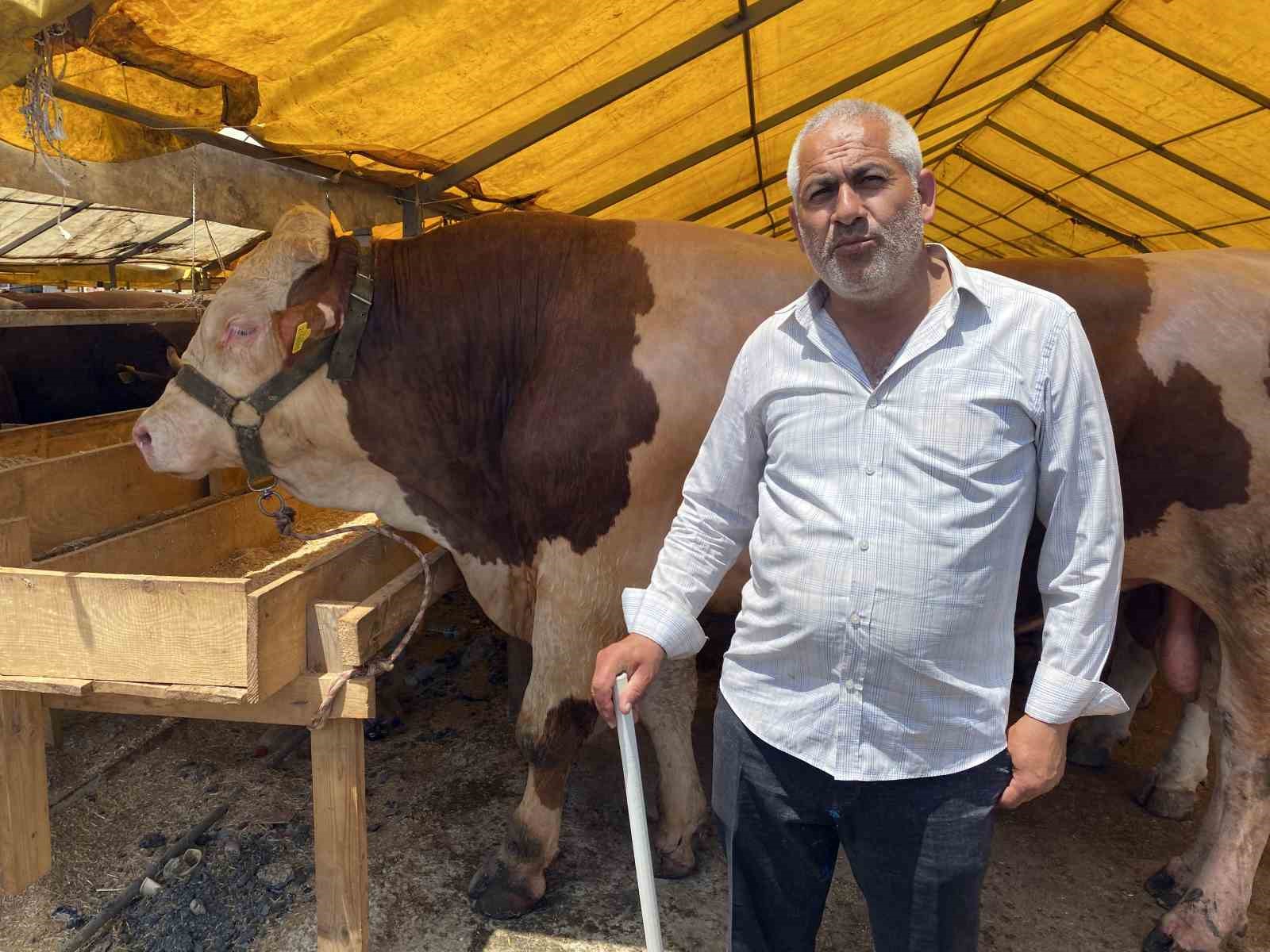 Esenyurt kurban pazarının en büyükleri  ‘Kral’ ve Paşa’ alıcılarını bekliyor
