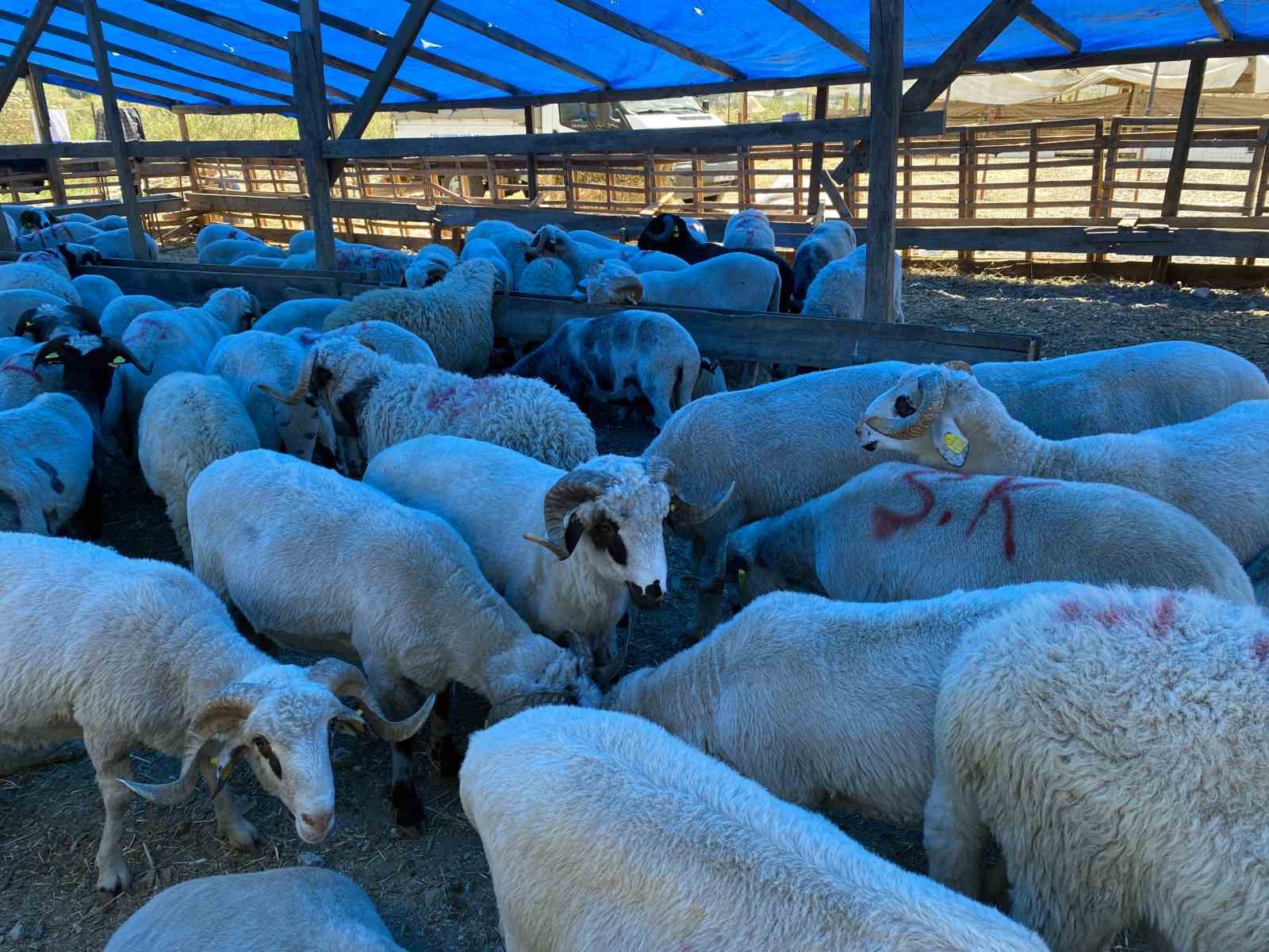 Esenyurt kurban pazarının en büyükleri  ‘Kral’ ve Paşa’ alıcılarını bekliyor
