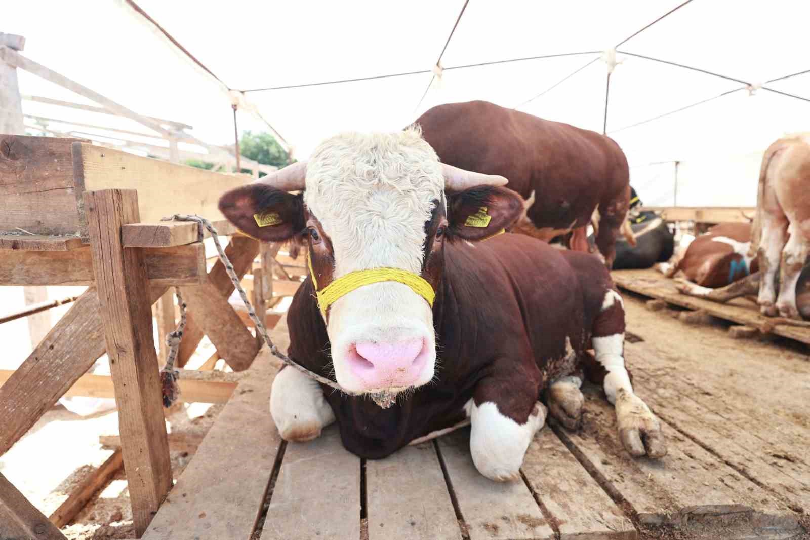 Gebze’de kurban satış alanı hazır
