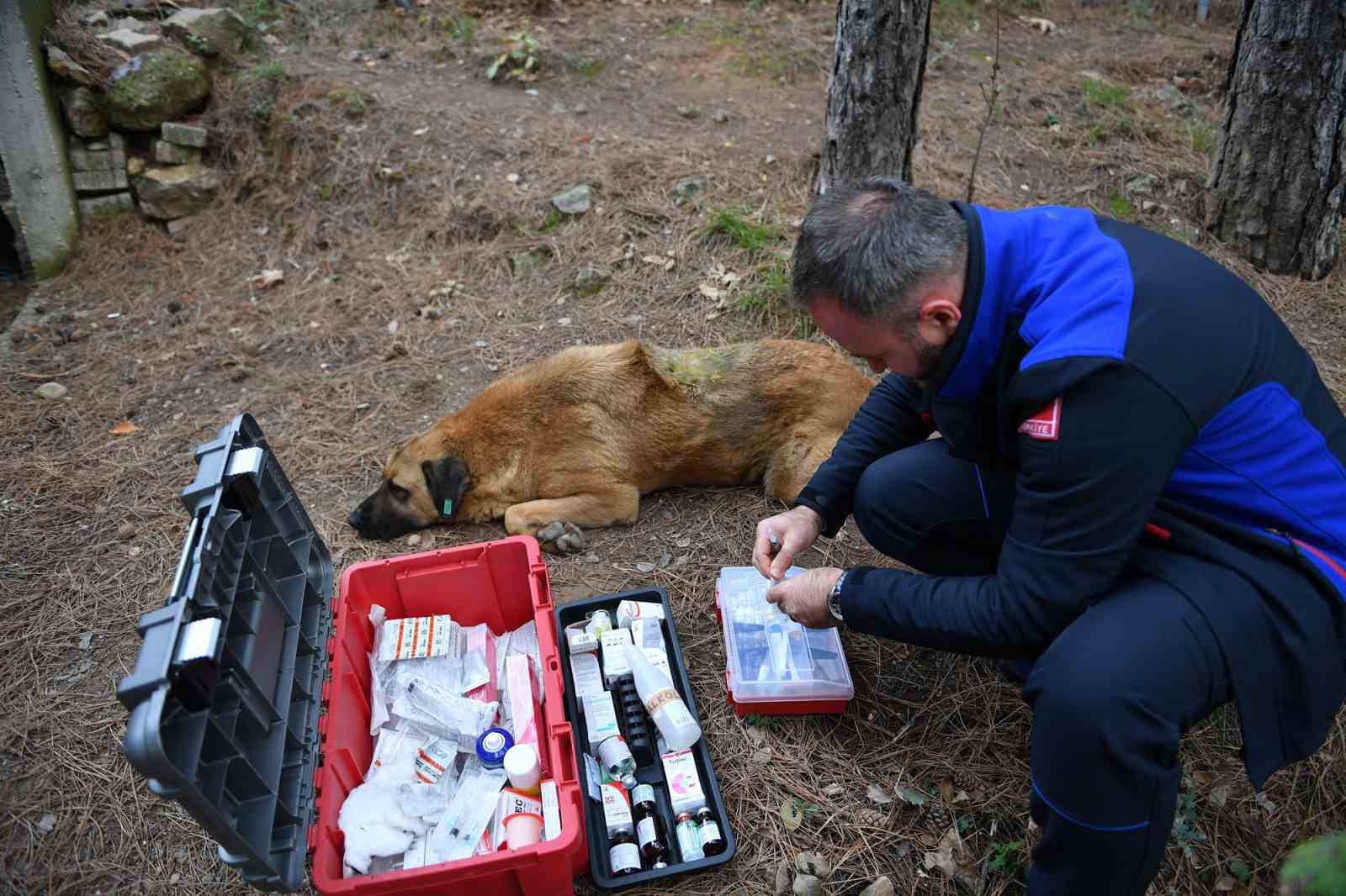 Osmangazi’den hem toplumu hem de hayvanları koruyan çalışma
