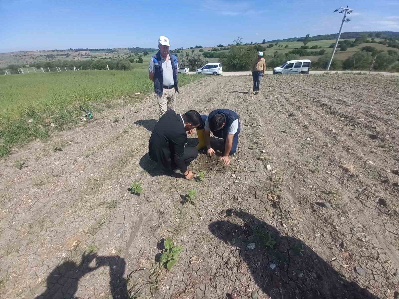 Buğday ve ayçiçek tarlalarında hastalık kontrolleri yapıldı
