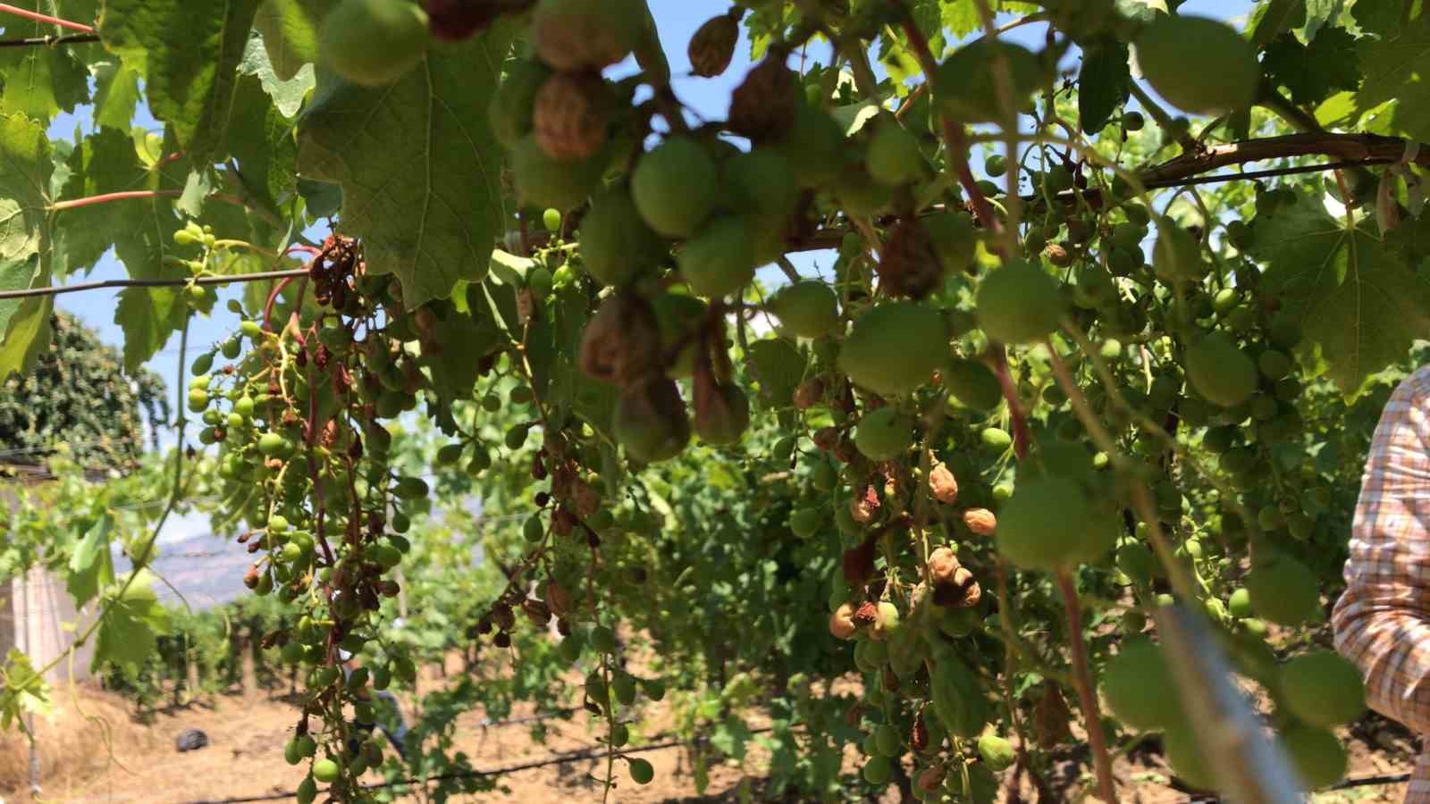 Kavurucu sıcaklar Sultaniye üzümlerini kavurdu
