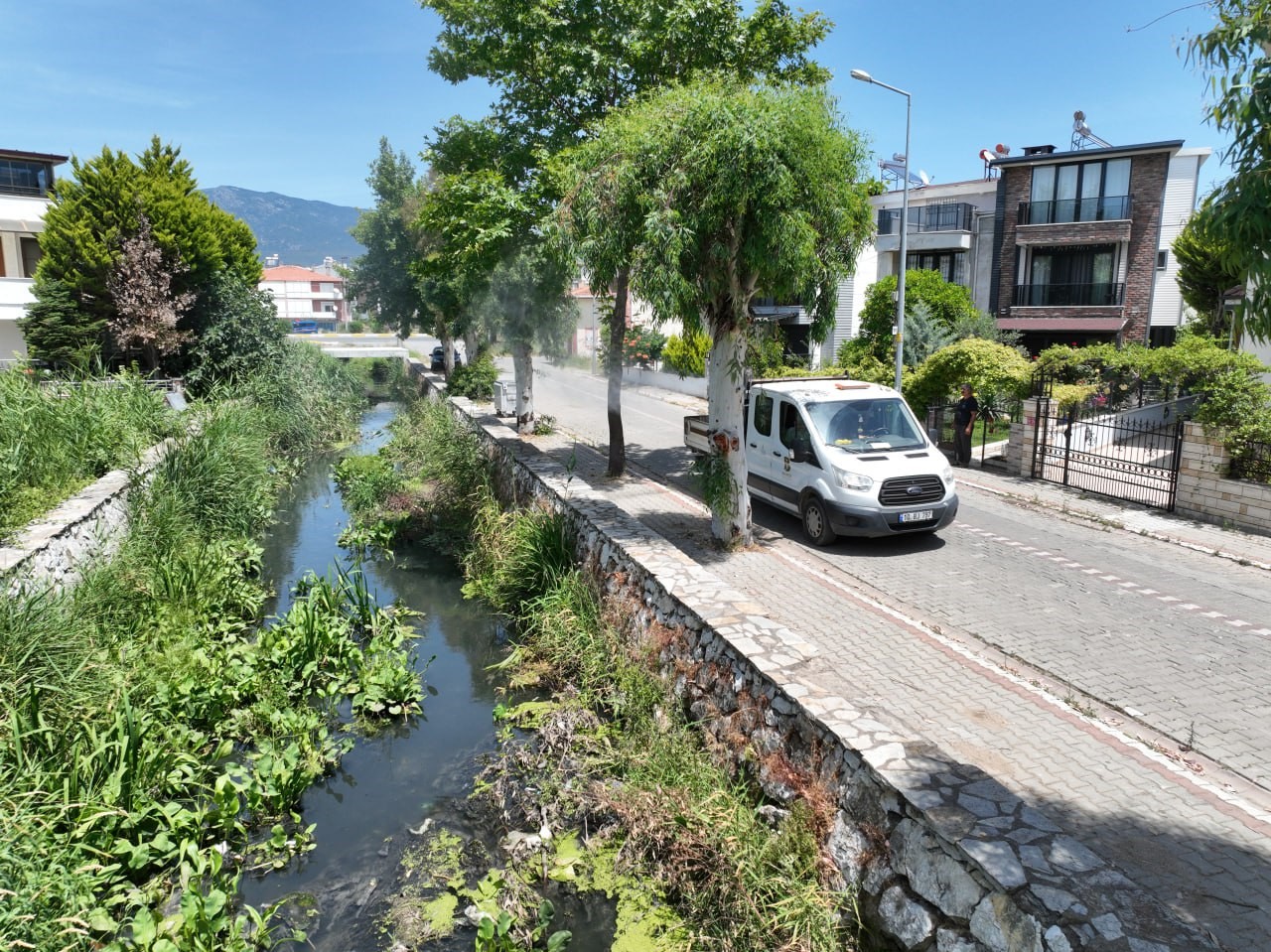 Sivrisinek, unutulan bir bardak suda bile üreyebiliyor
