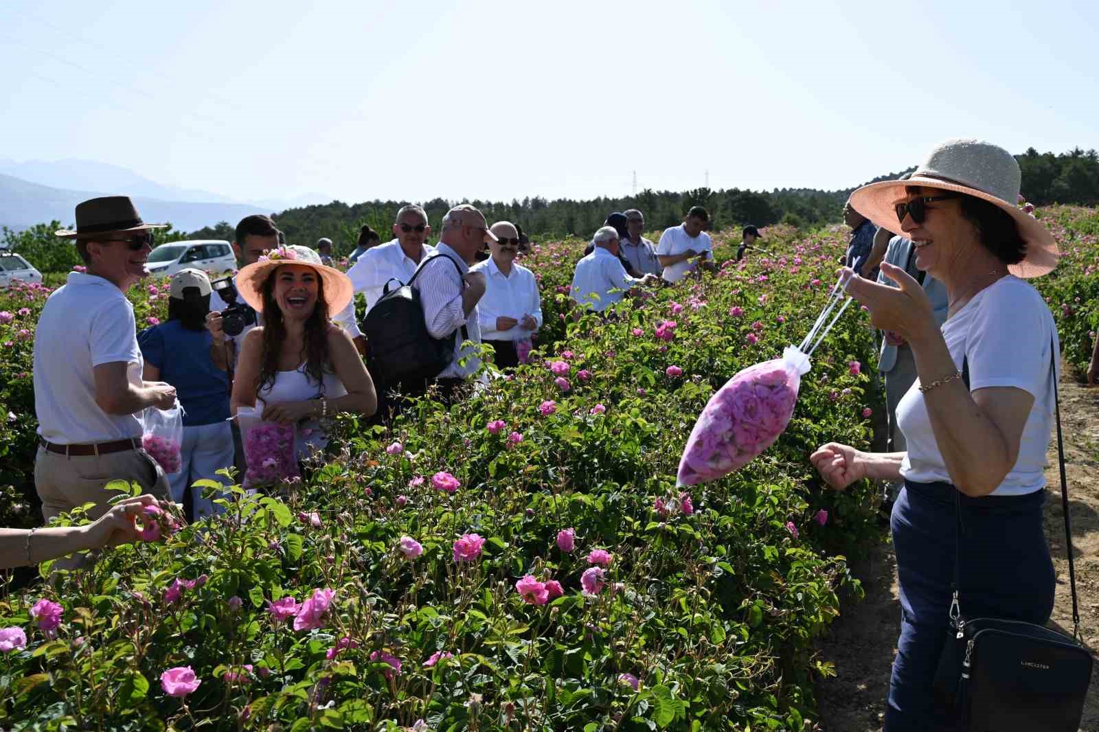 Büyükelçiler Isparta’da gülün yolculuğuna tanıklık etti
