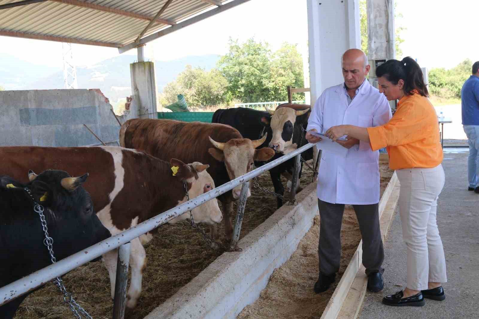 Atakum Belediyesi Kurban Satış ve Kesim Yeri bayrama hazır
