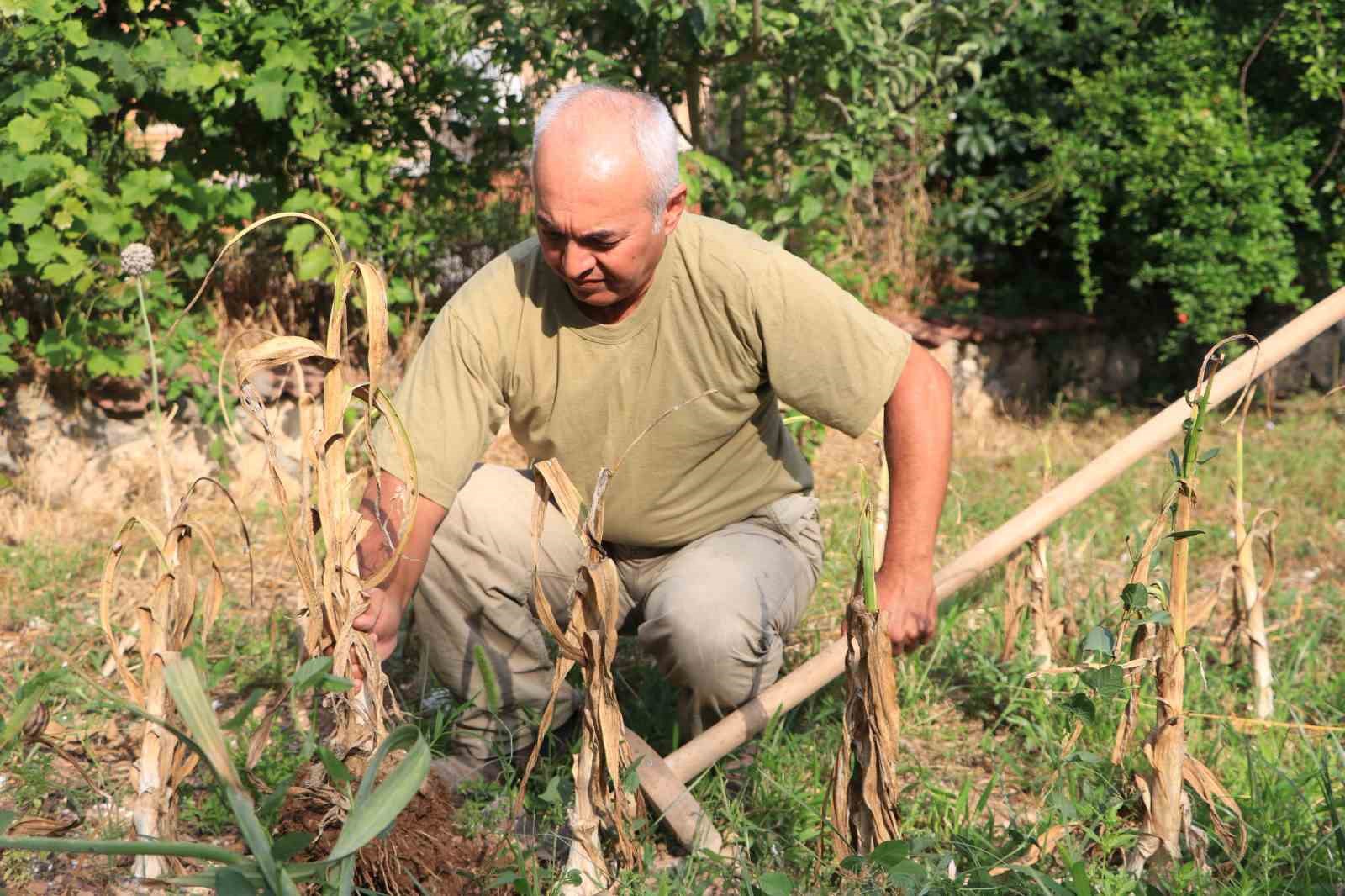 Bu sarımsağı gören bir daha bakıyor
