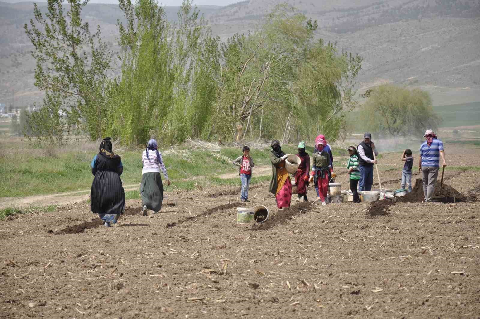 Mevsimlik tarım işçileri tarlalarda rızıklarını çıkarıyor
