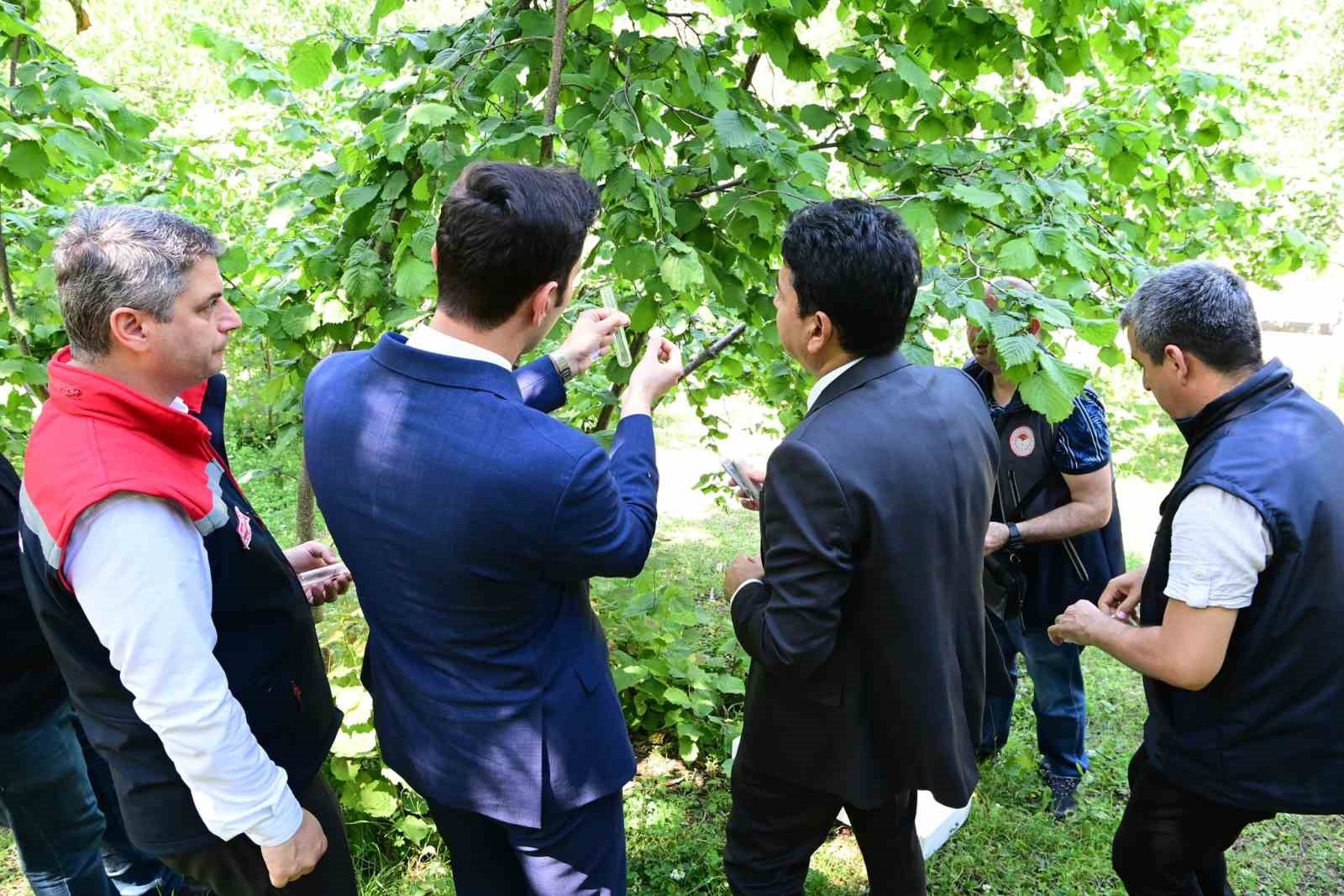 Kahverengi kokarca ile mücadele: Bin avcı arı doğaya salındı
