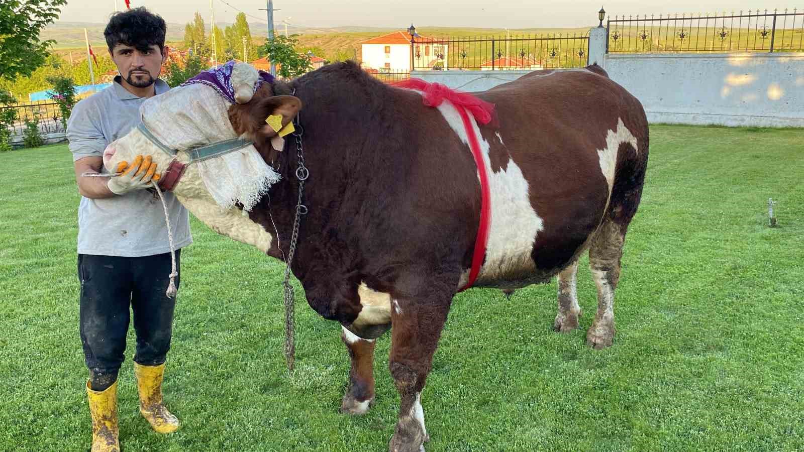 Yozgat’ta “Şampiyon” isimli boğa 230 bin liradan satışa çıktı
