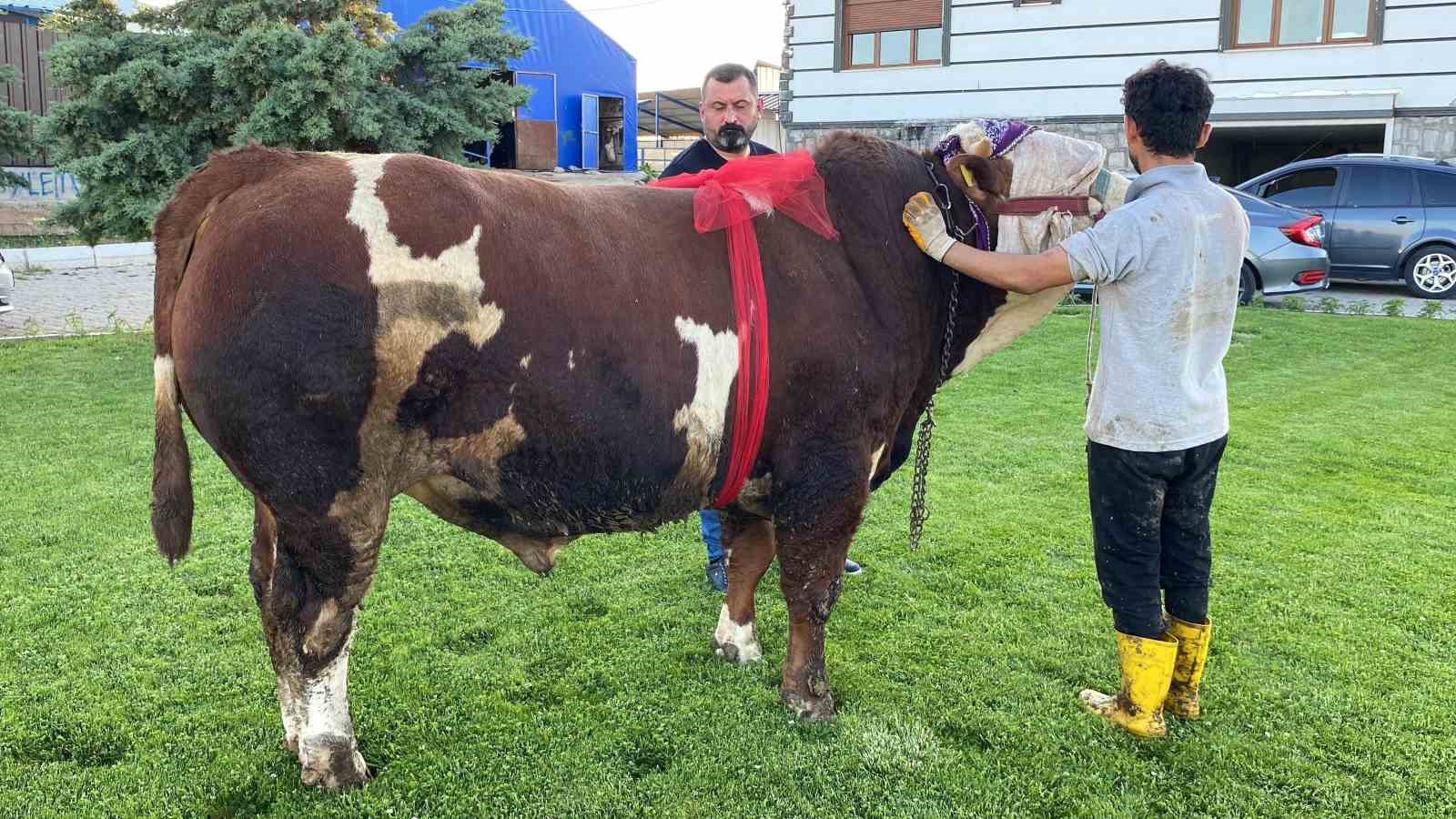 Yozgat’ta “Şampiyon” isimli boğa 230 bin liradan satışa çıktı
