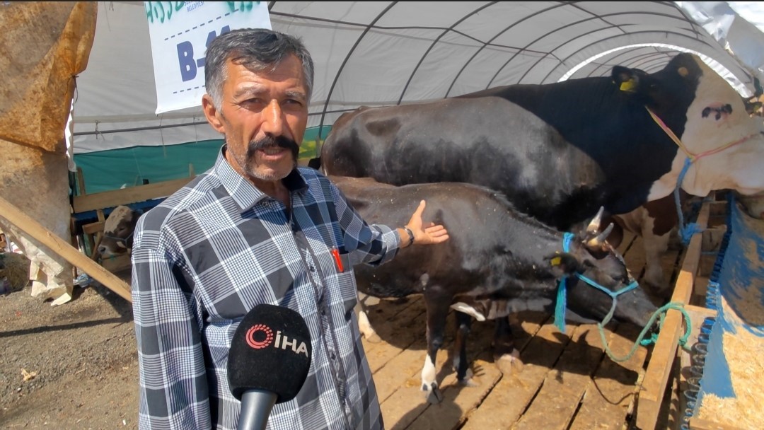 Sultangazi kurban pazarının en büyükleri Kantar Kıran ve Kızıl Elma alıcılarını bekliyor
