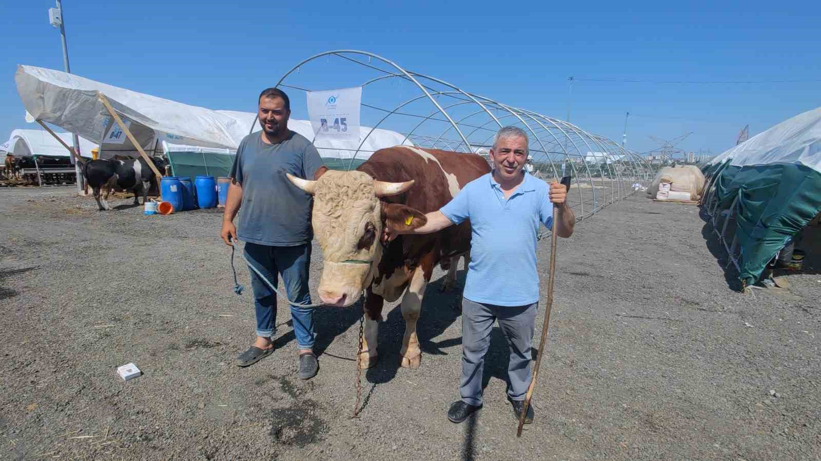 Sultangazi kurban pazarının en büyükleri Kantar Kıran ve Kızıl Elma alıcılarını bekliyor
