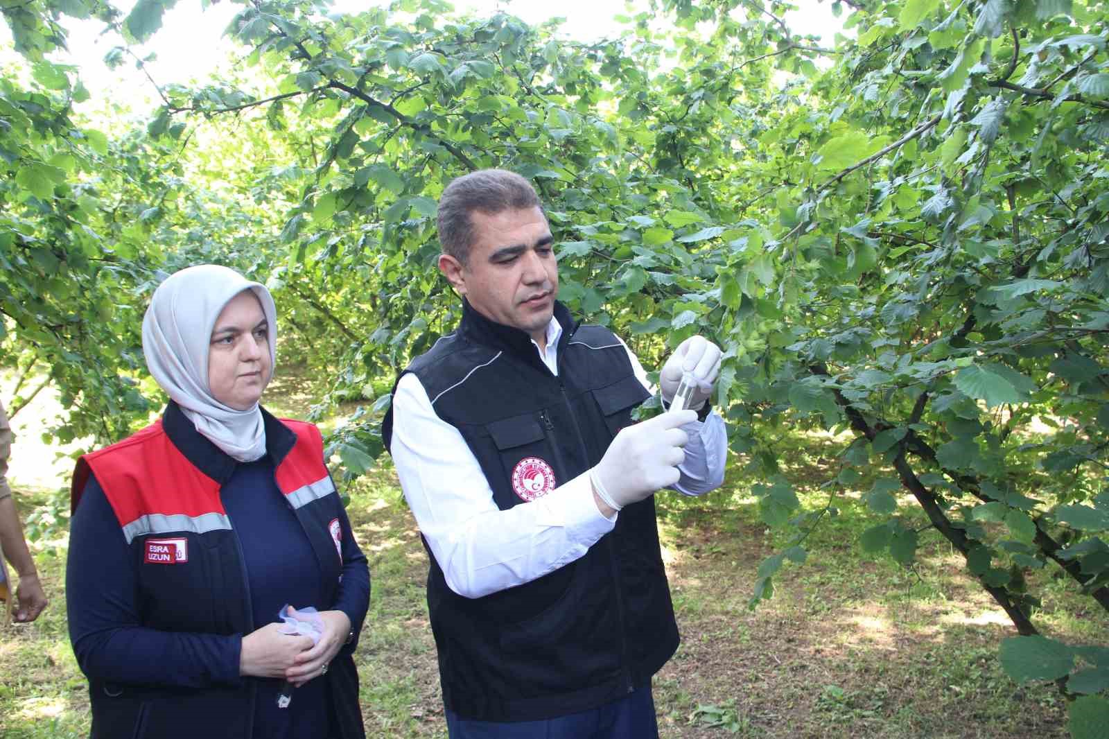 Savaşçı böcekler doğaya sanıldı
