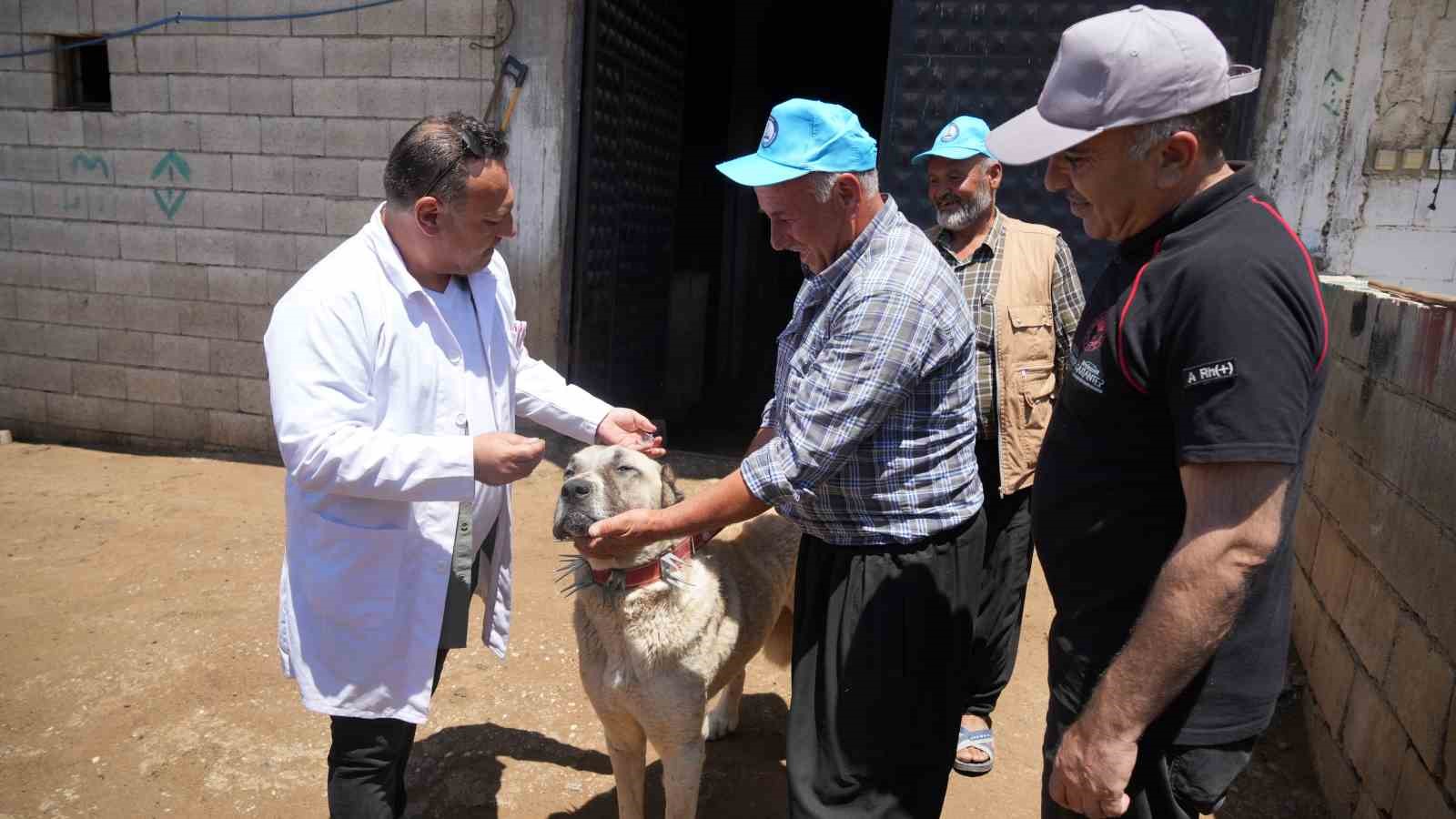 Şahinbey Belediyesi köpeklere sahip çıkıyor
