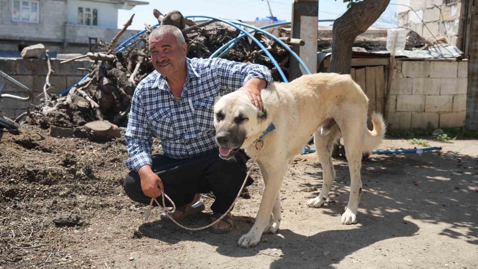 Şahinbey Belediyesi köpeklere sahip çıkıyor
