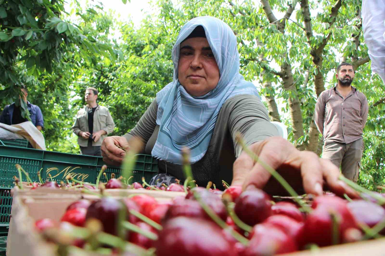 Amasya’da dalları kiraz bastı, rekolte 50 bin ton
