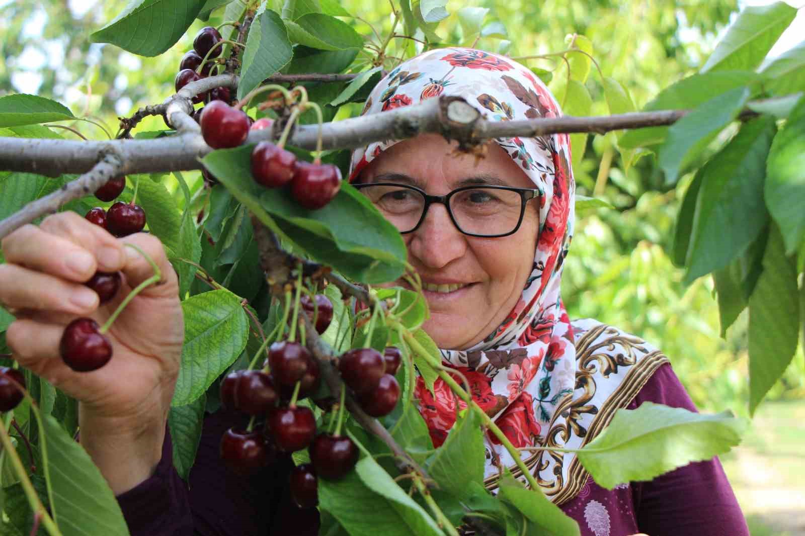 Amasya’da dalları kiraz bastı, rekolte 50 bin ton
