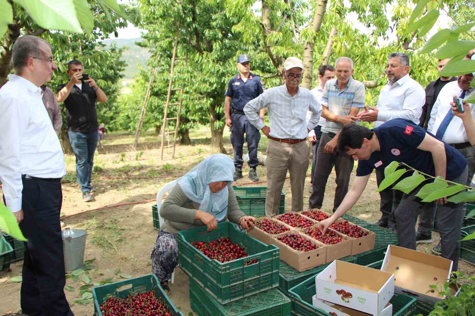 Amasya’da dalları kiraz bastı, rekolte 50 bin ton
