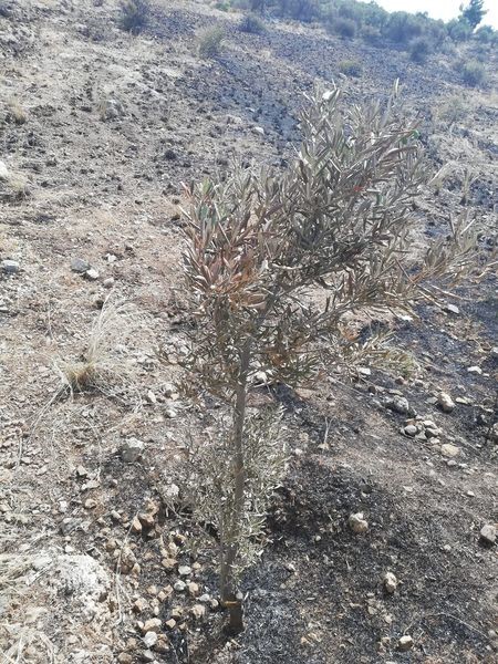 Söke’de yangından etkilenen yerler afet bölgesi ilan edildi
