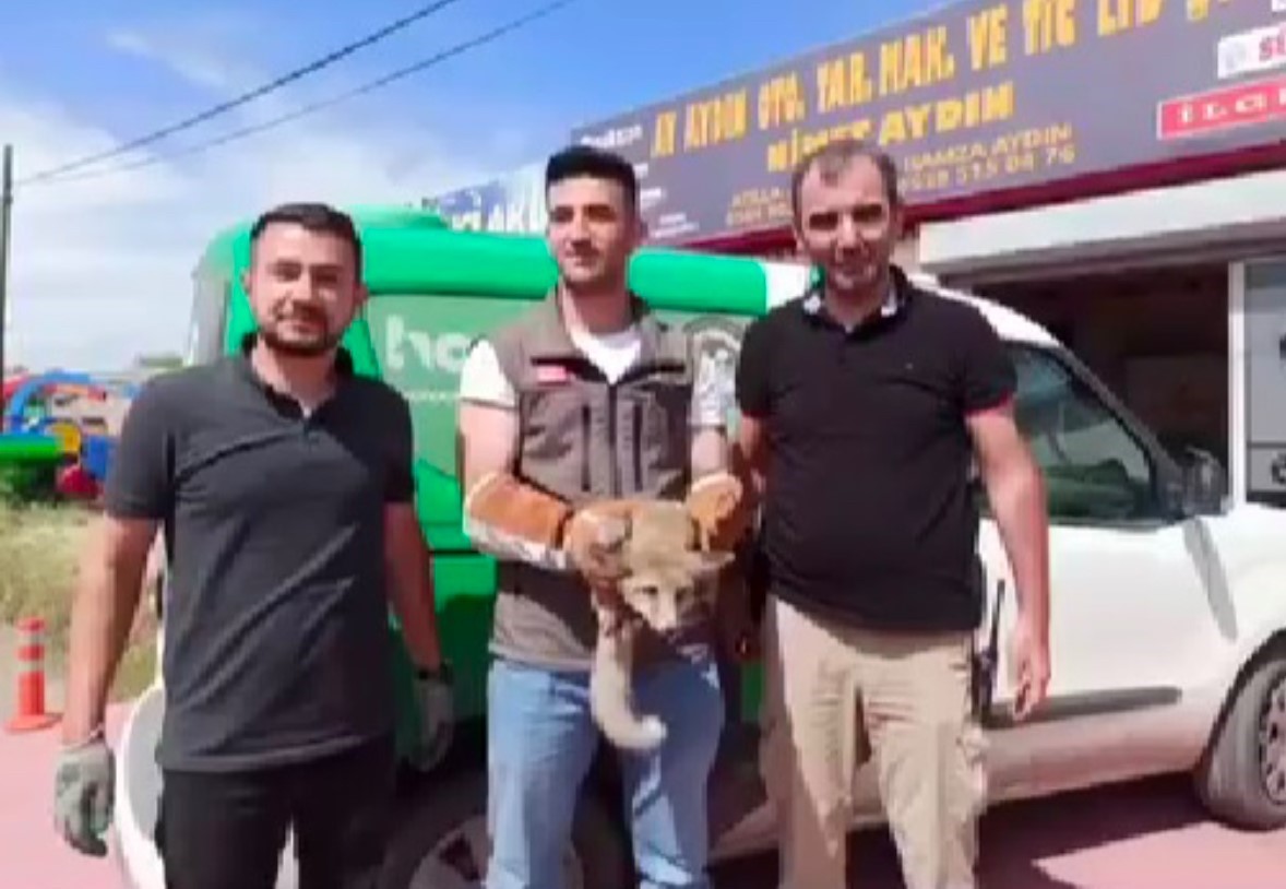 Iğdır’da bakıma muhtaç halde bulunan tilki doğal ortamına bırakıldı
