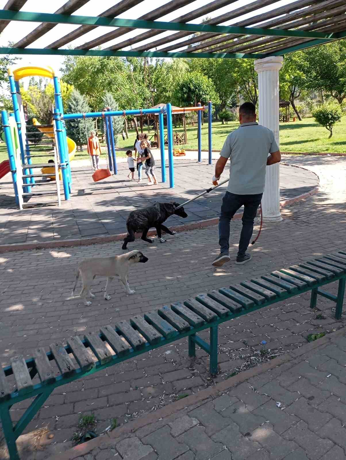 Şanlıurfa’da bir vatandaşı ısıran köpek kuduz çıktı
