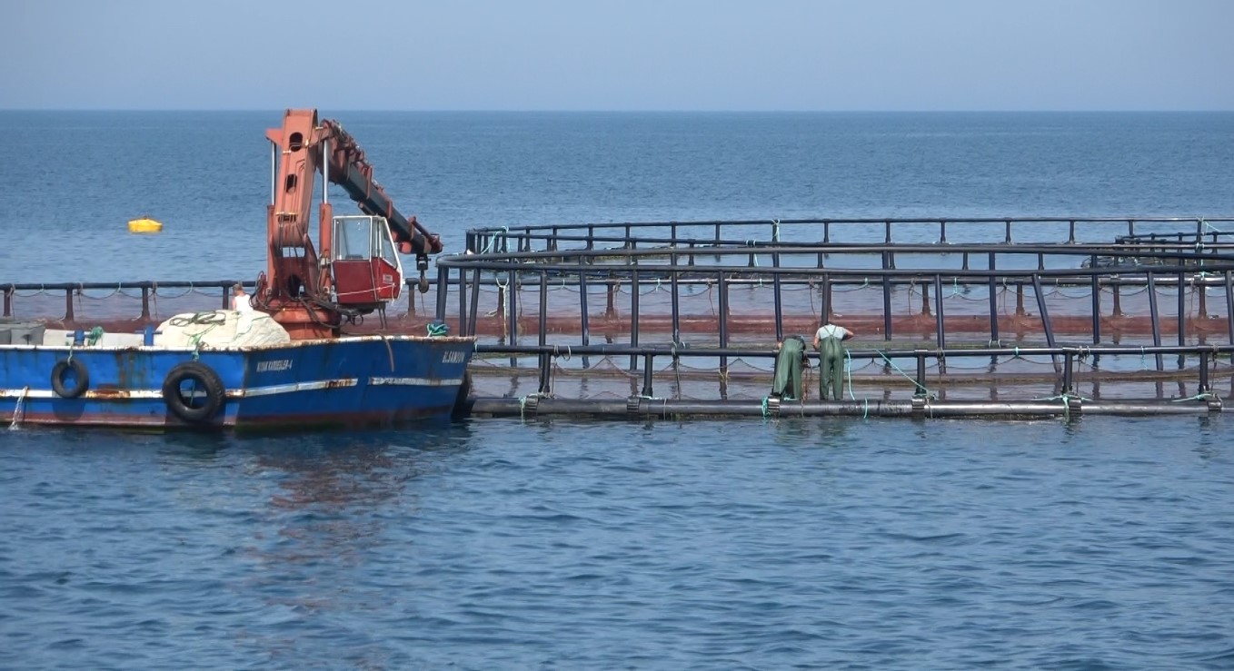 Karadeniz’de Türk somonu hasadı
