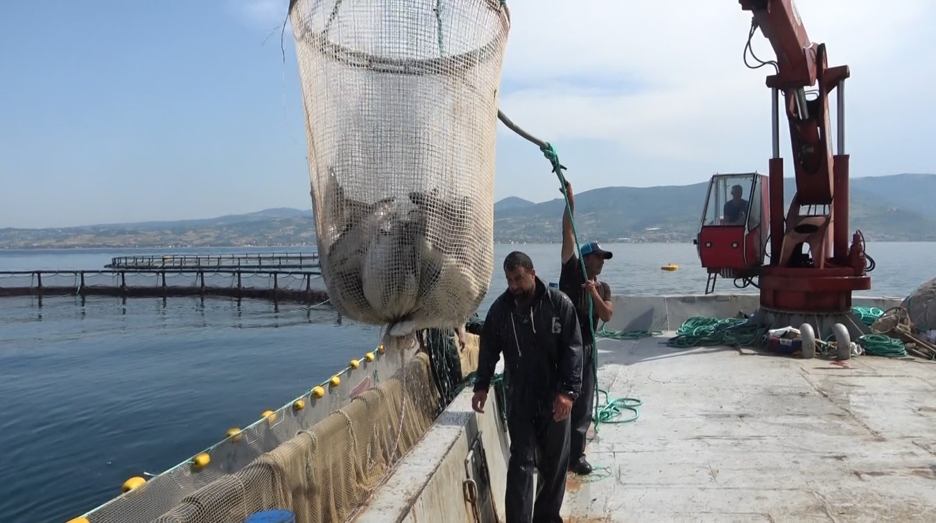 Karadeniz’de Türk somonu hasadı
