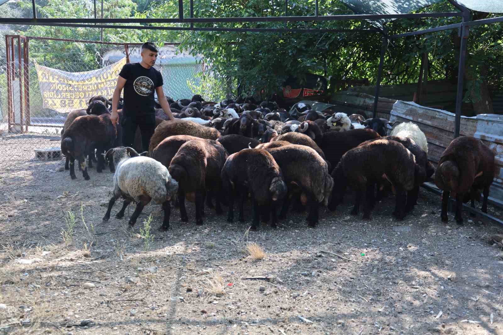 Adana’da kurbanlıklar satışa çıktı
