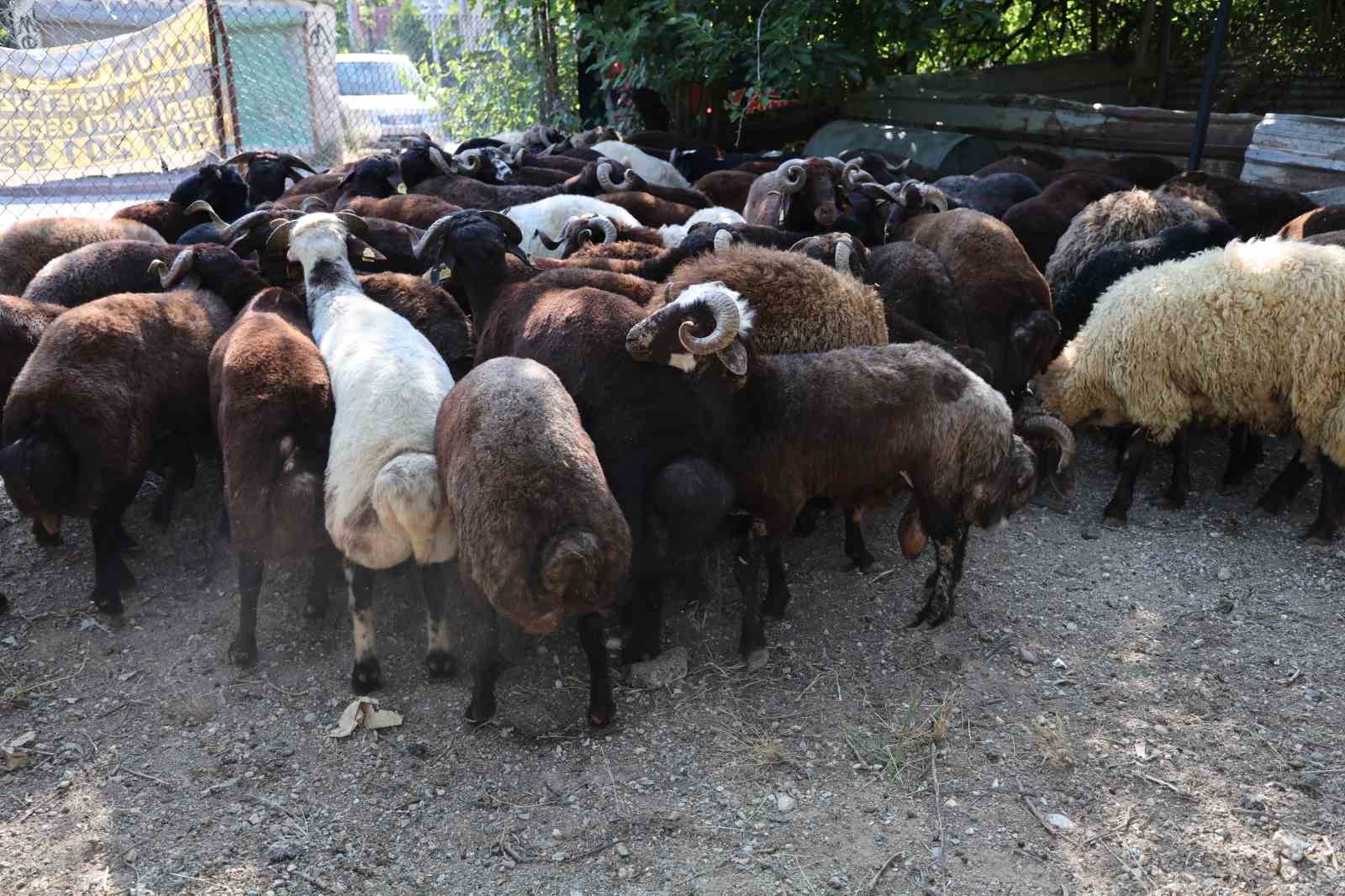 Adana’da kurbanlıklar satışa çıktı
