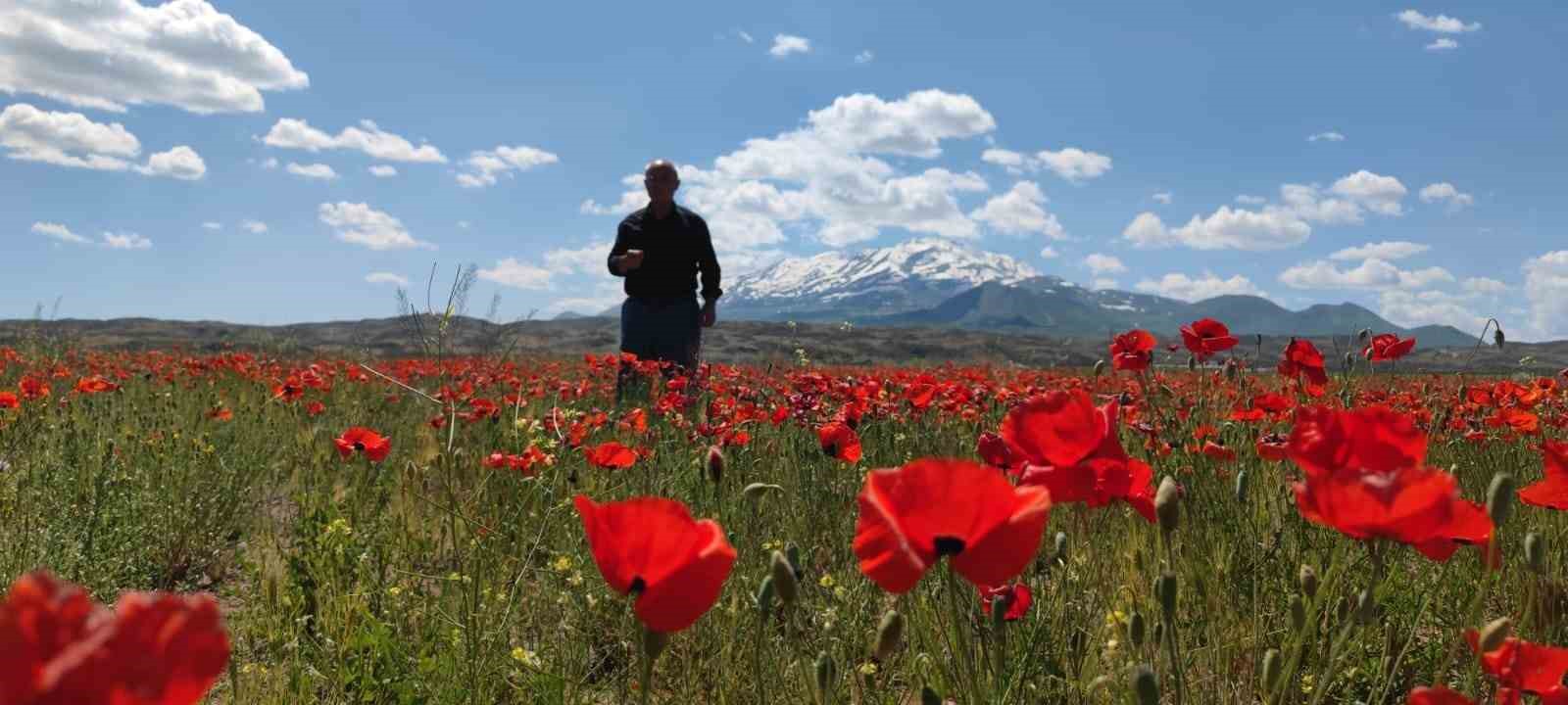 Gelincik çiçekleri görsel şölen oluşturdu
