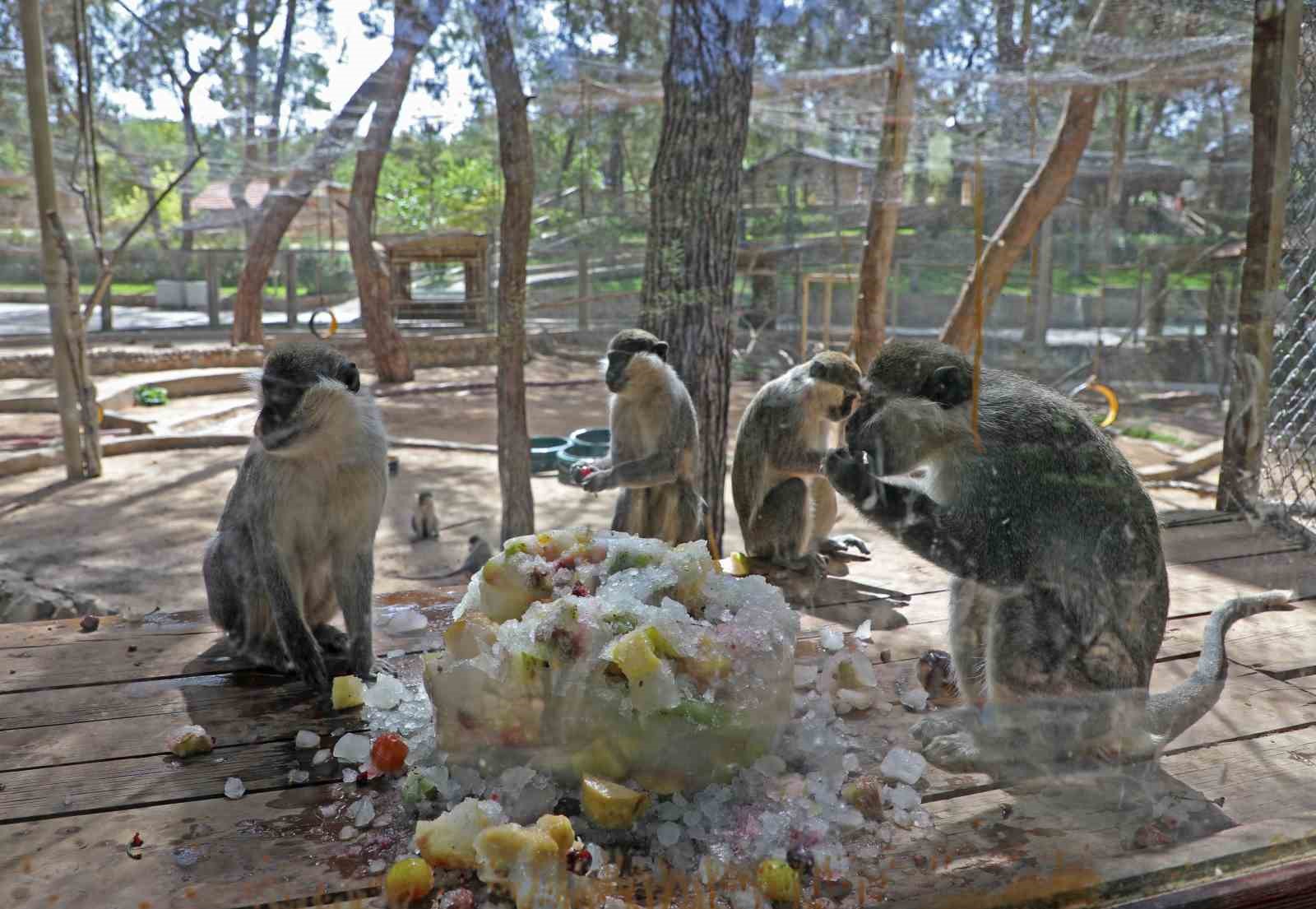 Kavurucu sıcaktan etkilenen hayvanlara buzlu meyveli serinlik
