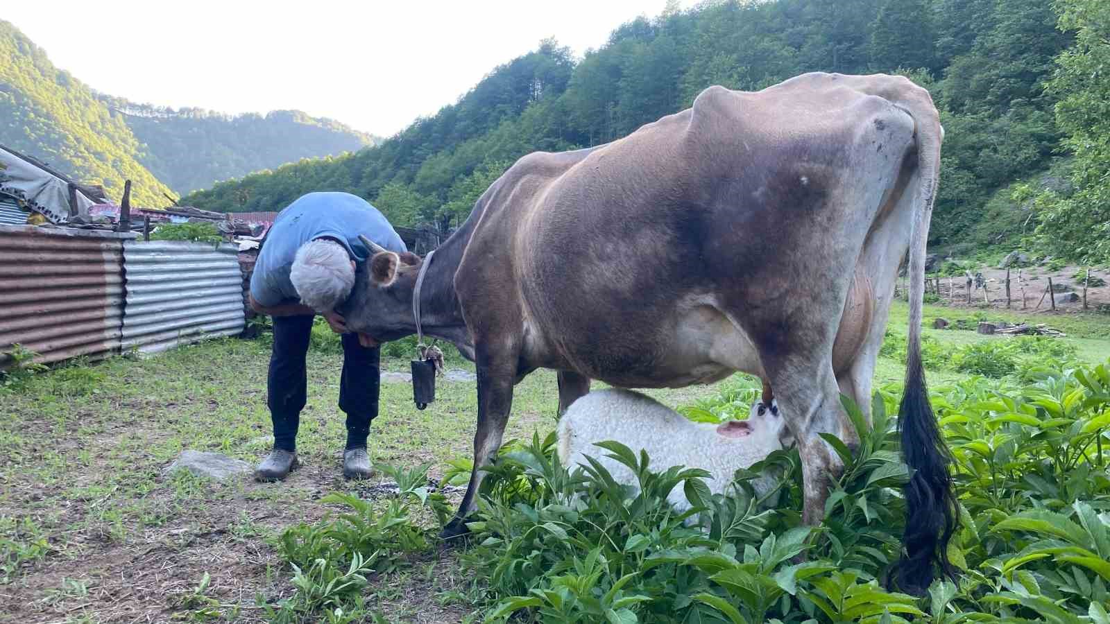 İkiz doğan kuzulara çiftliğin ineği annelik yapıyor
