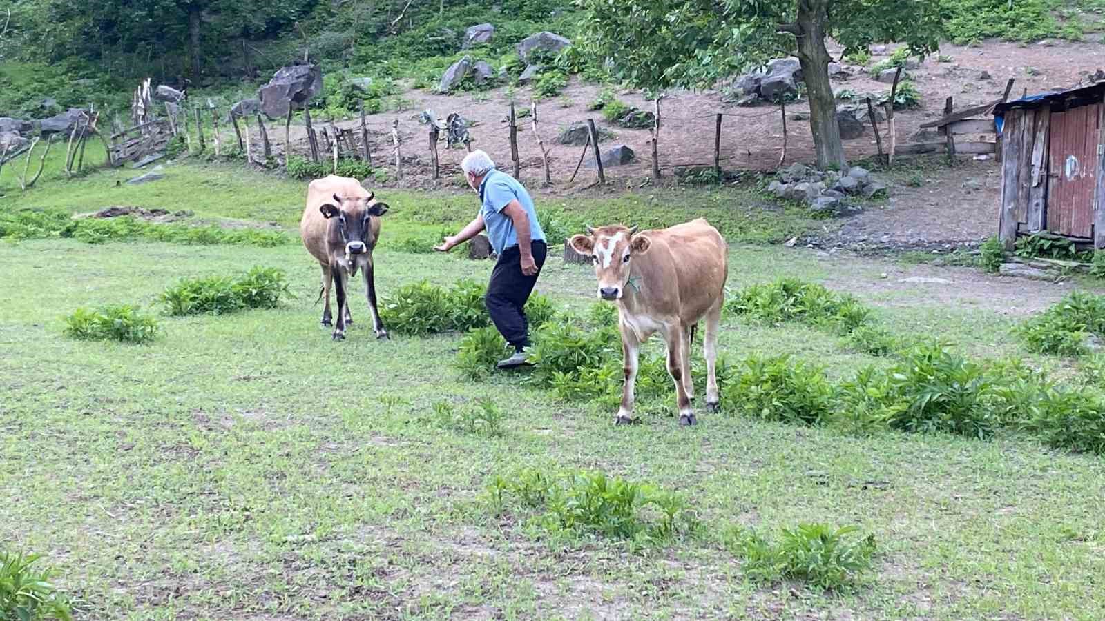 İkiz doğan kuzulara çiftliğin ineği annelik yapıyor
