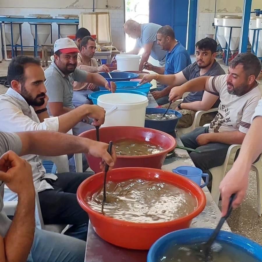 Elazığ’da yılın ilk sazan balığı yumurta sağımı gerçekleştirildi
