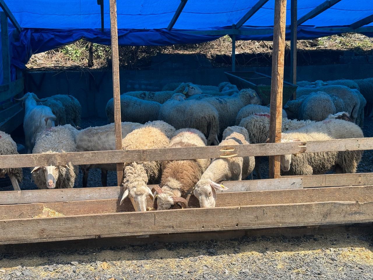 Zonguldak’ta kurban bayramına sayılı günler kala kurbanlık pazarında hareketlilik başladı
