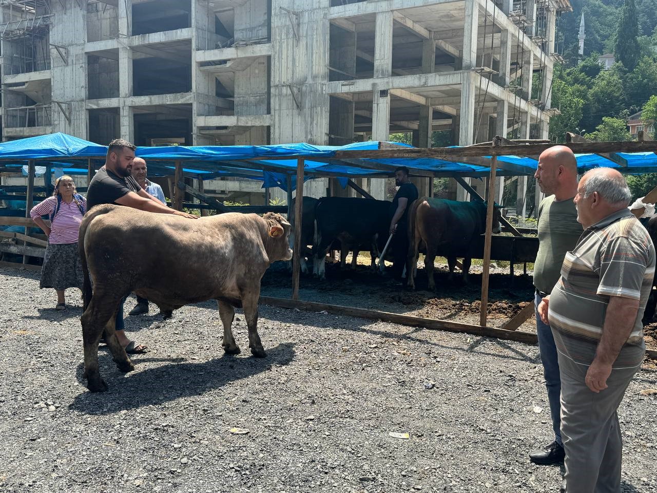 Zonguldak’ta kurban bayramına sayılı günler kala kurbanlık pazarında hareketlilik başladı
