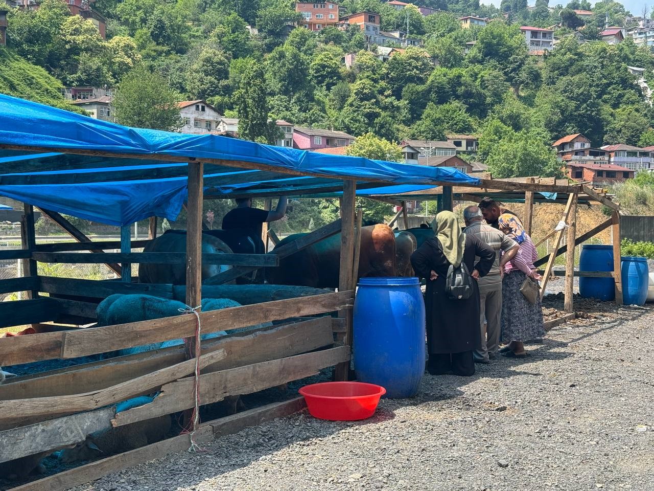 Zonguldak’ta kurban bayramına sayılı günler kala kurbanlık pazarında hareketlilik başladı
