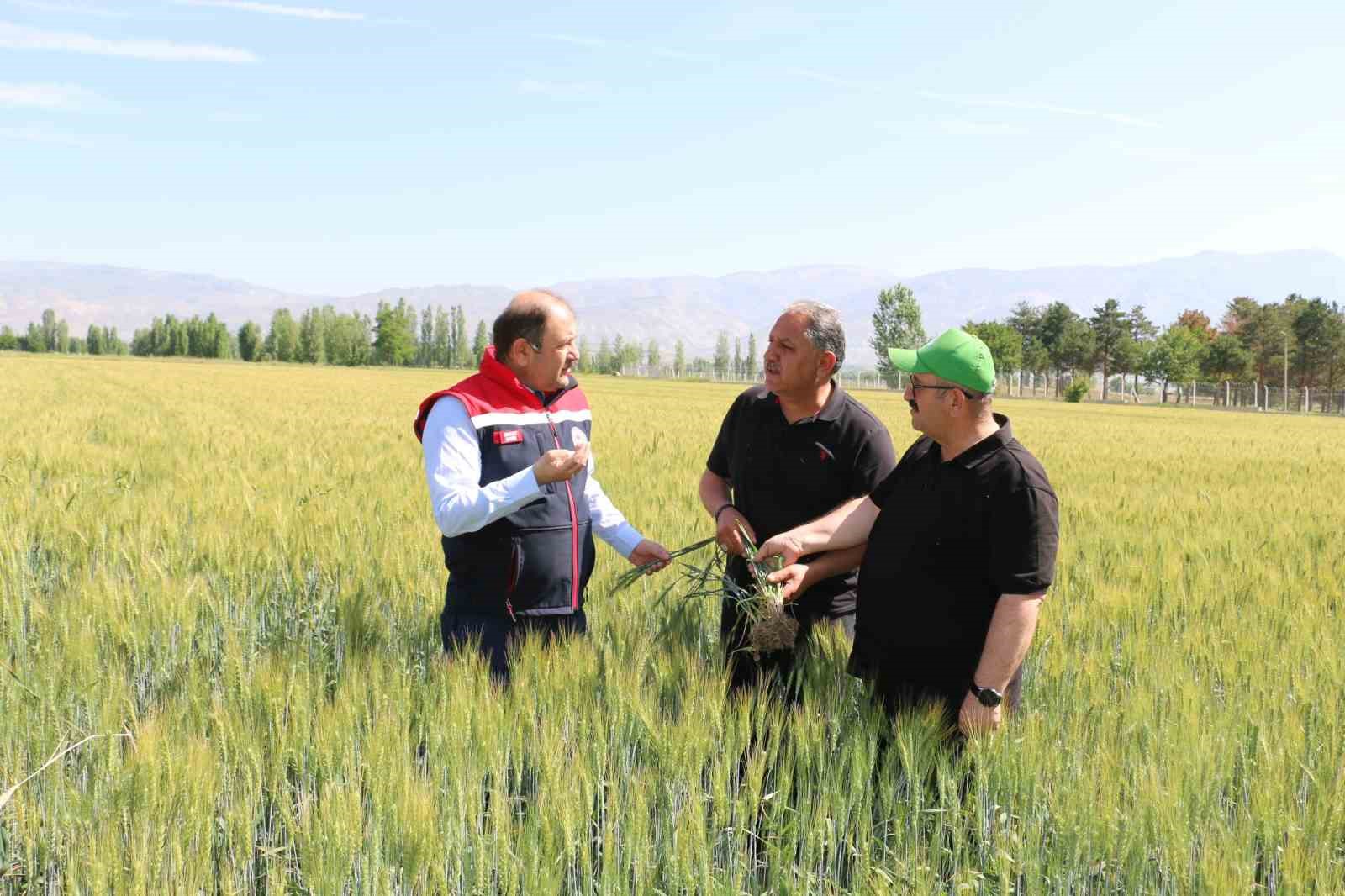 Buğday tarlalarında kontroller sürüyor
