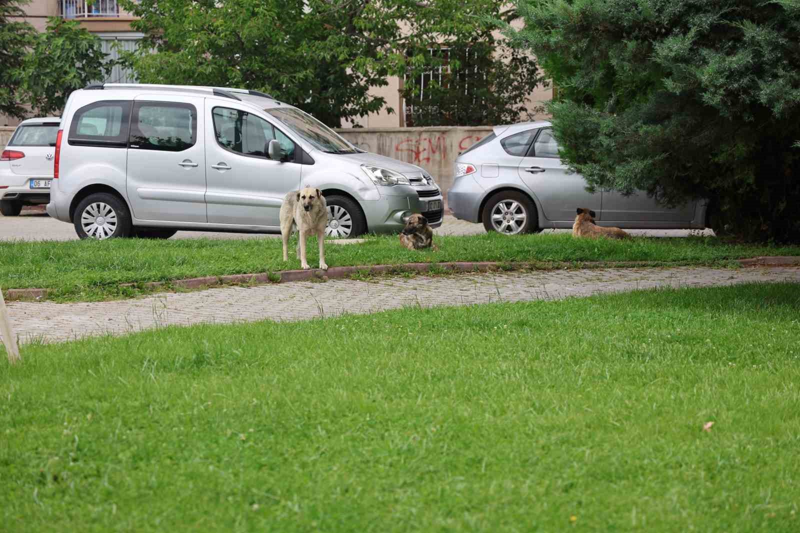 Parktan geçen genç kızı köpek ısırdı
