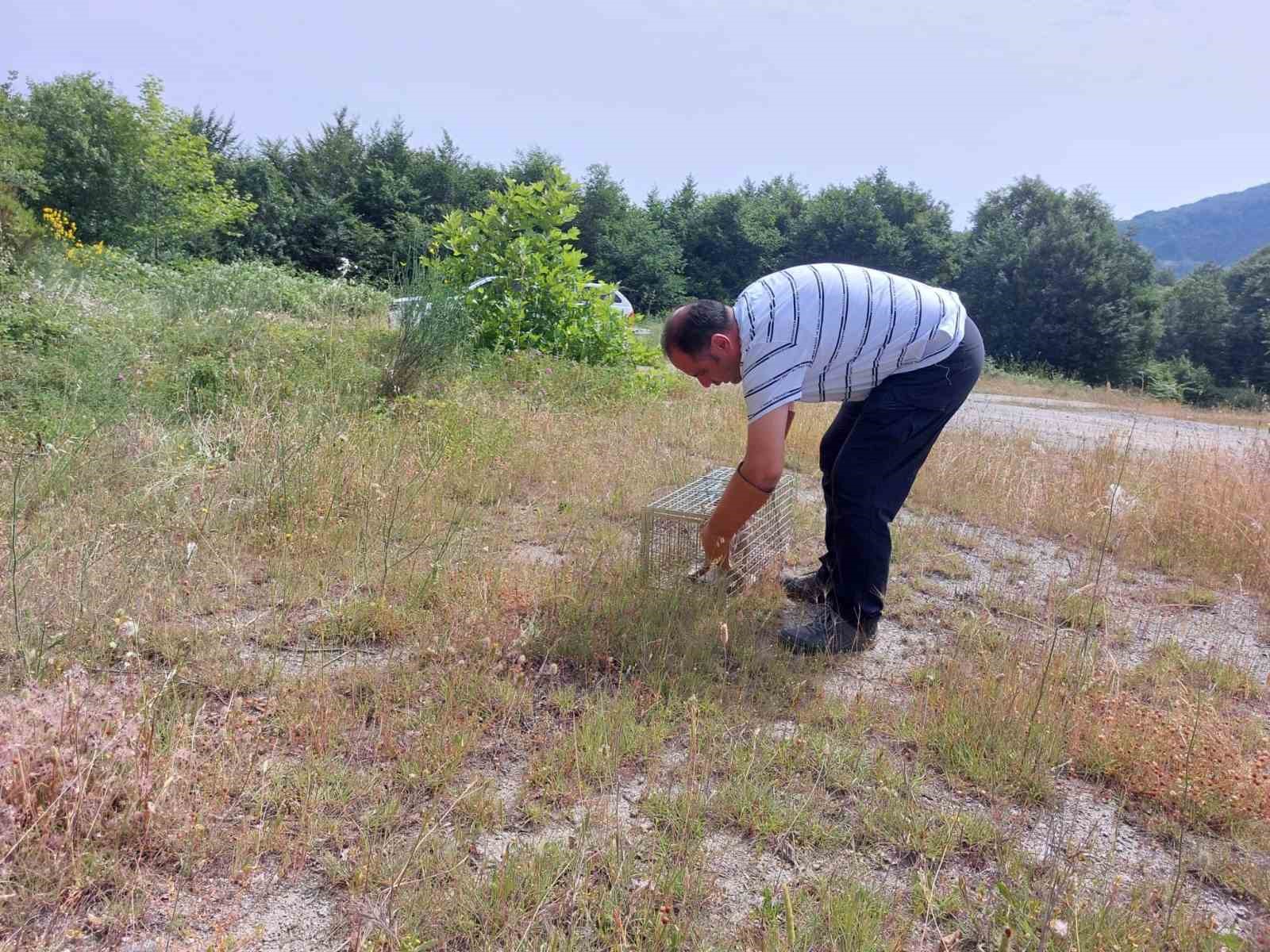 Yalova’da yerleşim merkezlerine inen tilkiler doğaya bırakıldı
