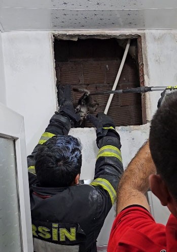 Anne kedi, yavrularını koruma içgüdüsüyle itfaiyecinin elini tırmaladı
