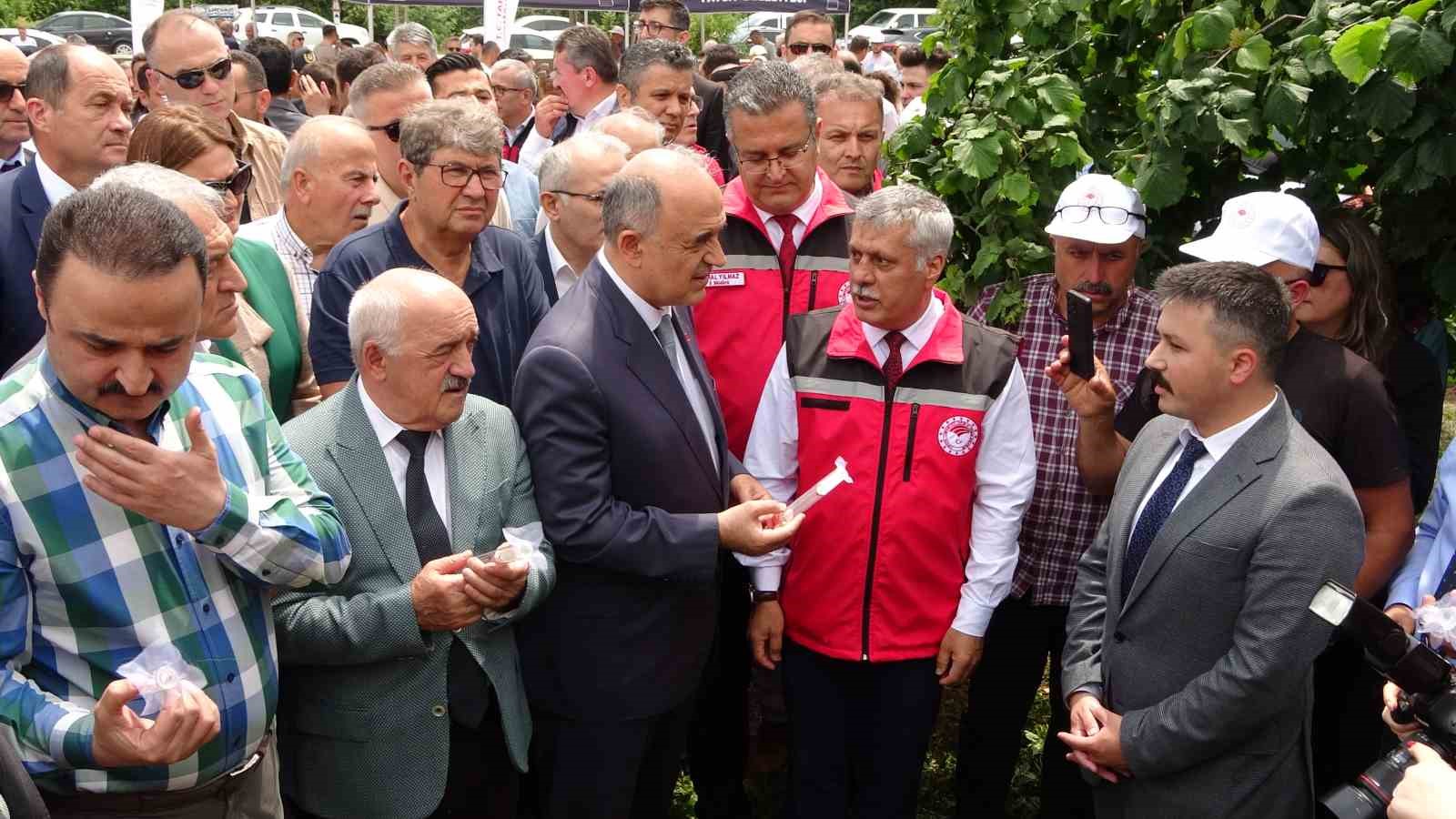 Ordu’da 22 bin samuray arısı kahverengi kokarca ile mücadele için doğaya salındı
