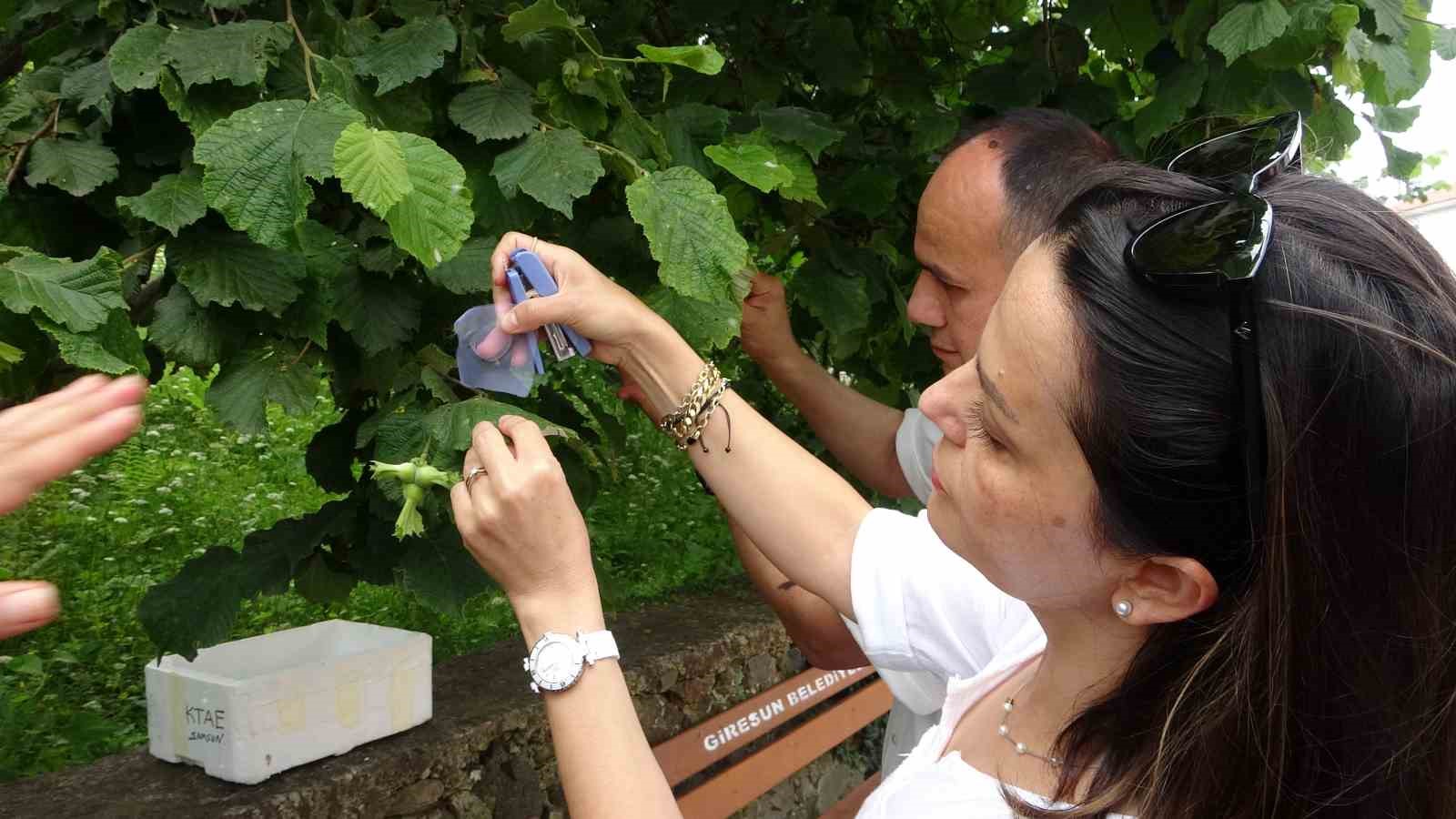 Giresun’da Kahverengi kokarca ile 20 bin Samuray arısı mücadele edecek
