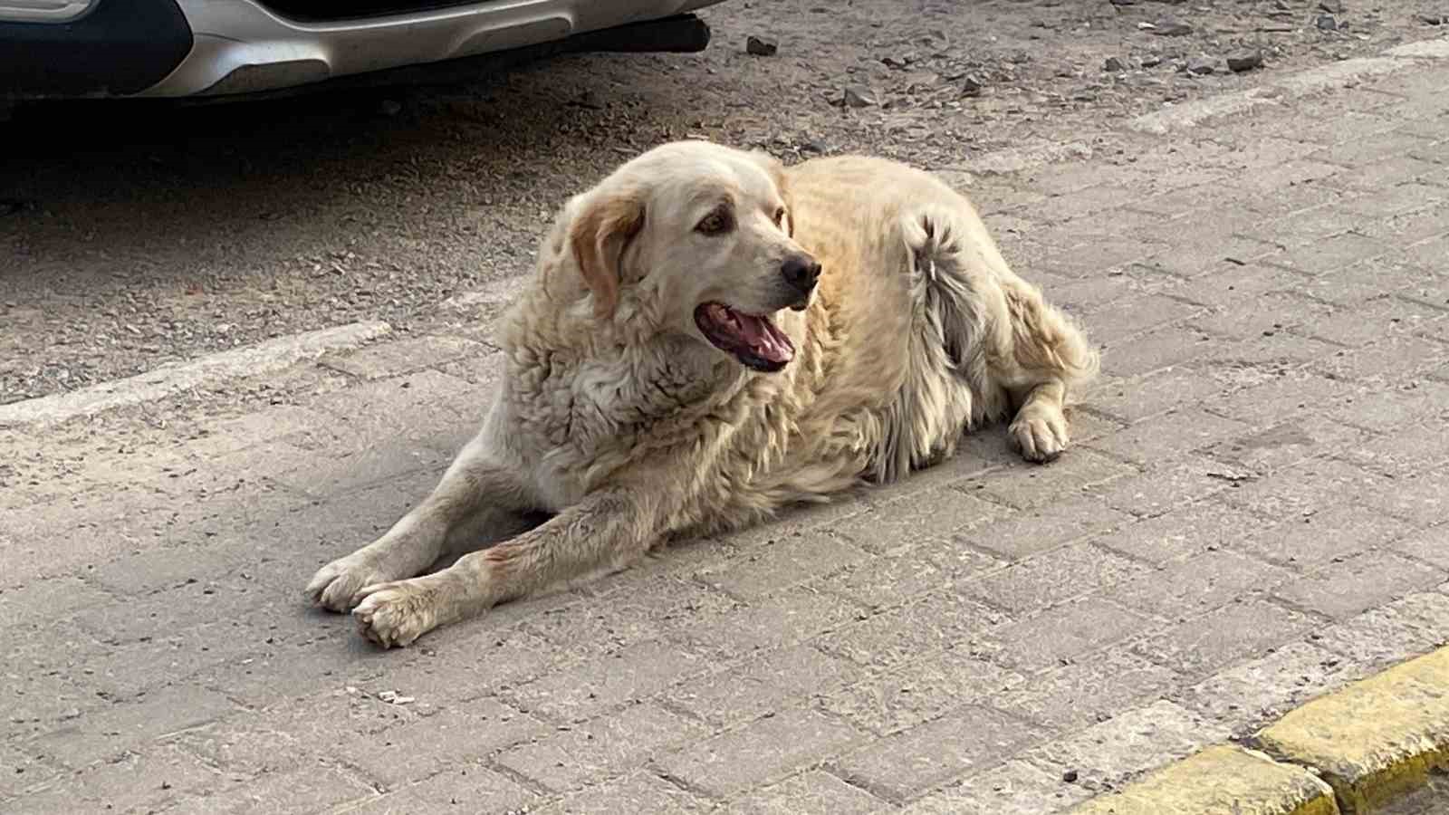 Yolun karşısına geçen köpeğe çarptı, arkasına bile bakmadı
