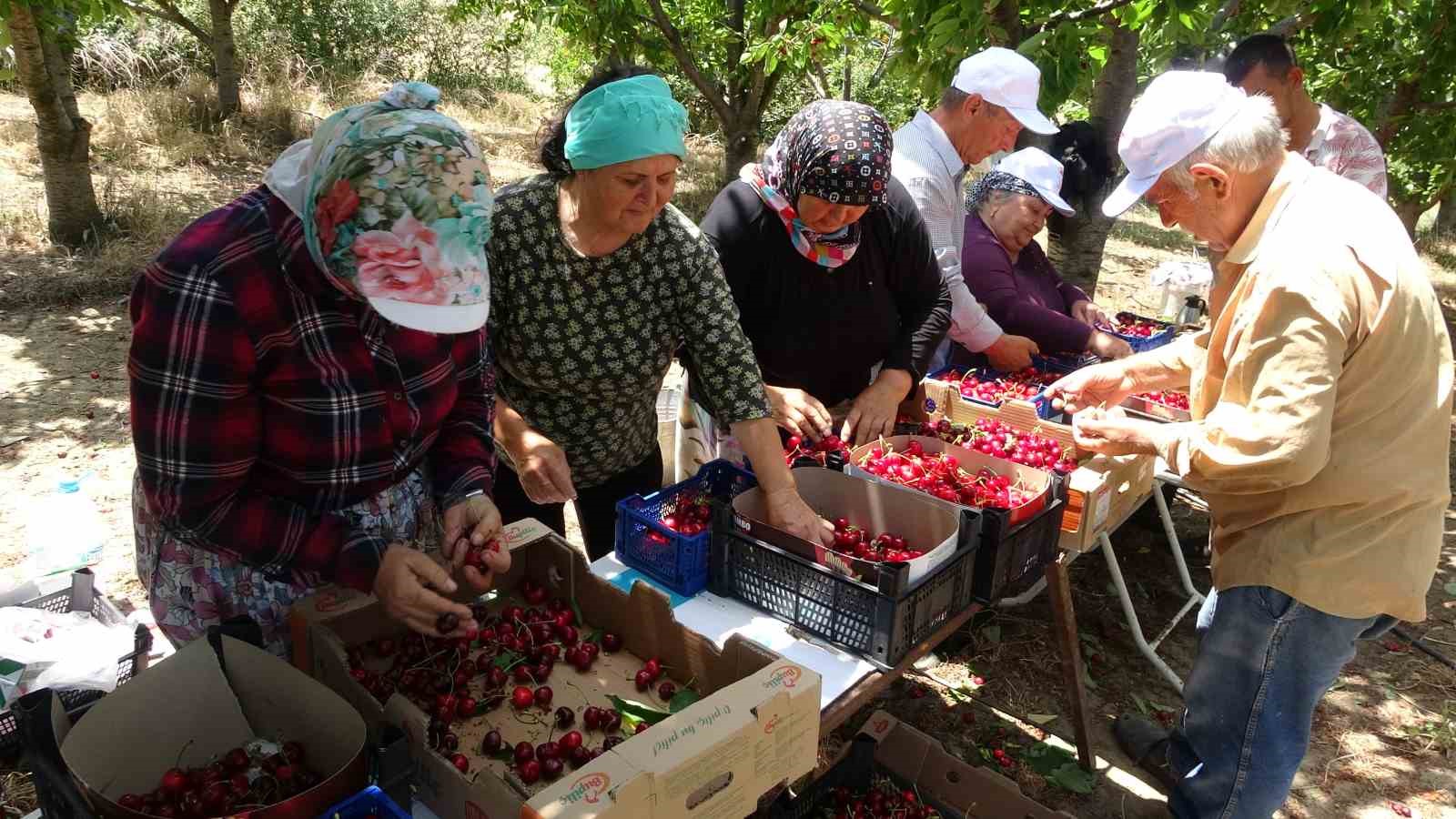 Çay bardağına sığmayan Lapseki kirazının hasadına başlandı
